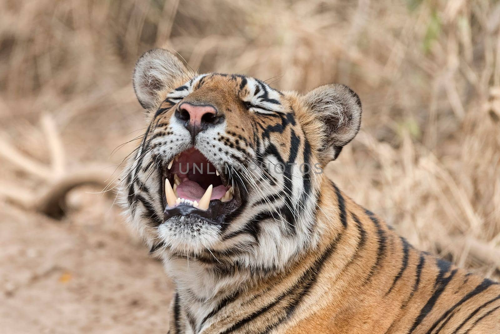 King Tiger (Panthera tigris tigris) - also Bengal Tiger or Indian Tiger,Ranthambhore Tiger Reserve,Rajasthan,India.
