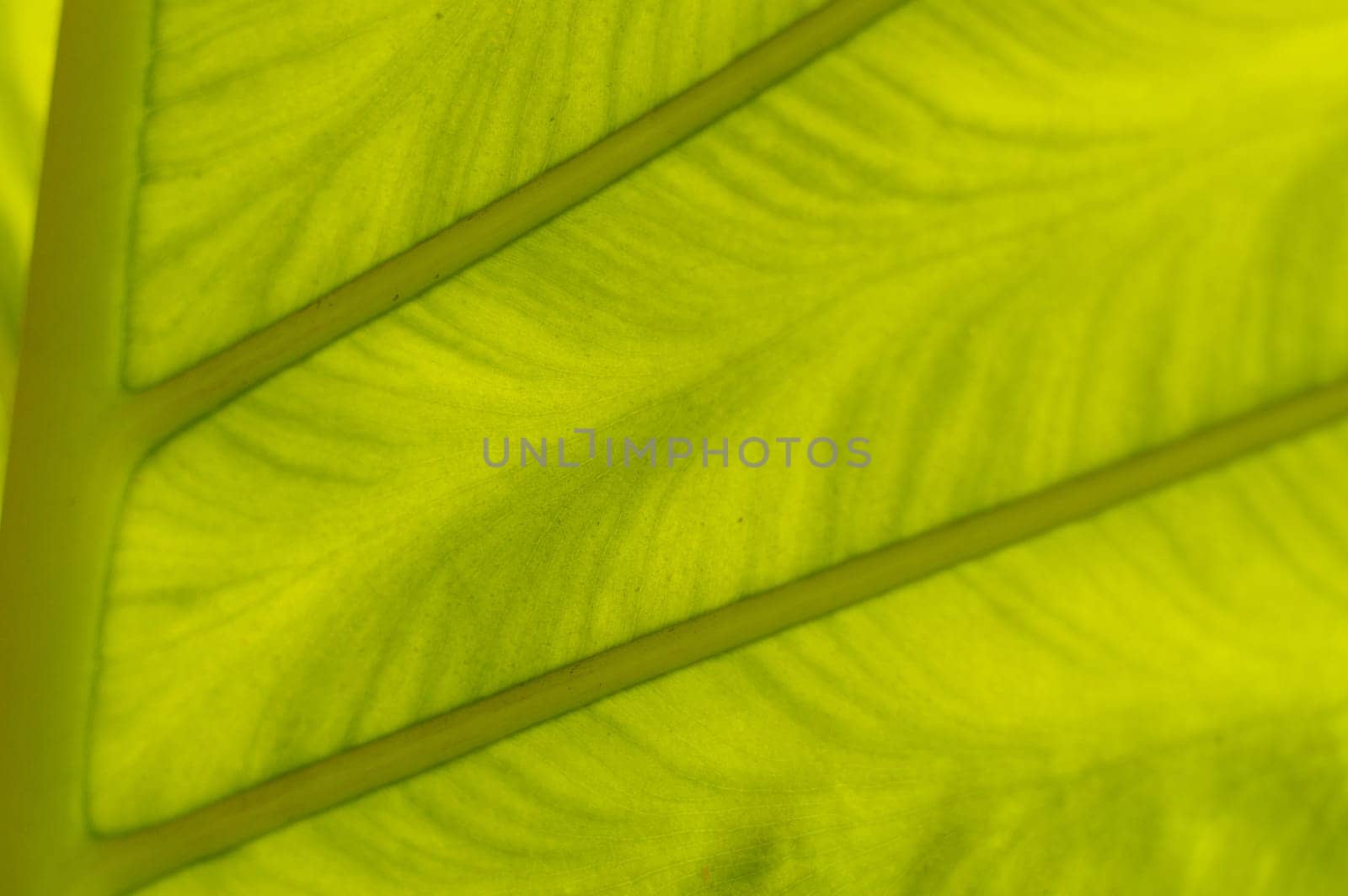 a backlit fresh green palm leaf, ckose up