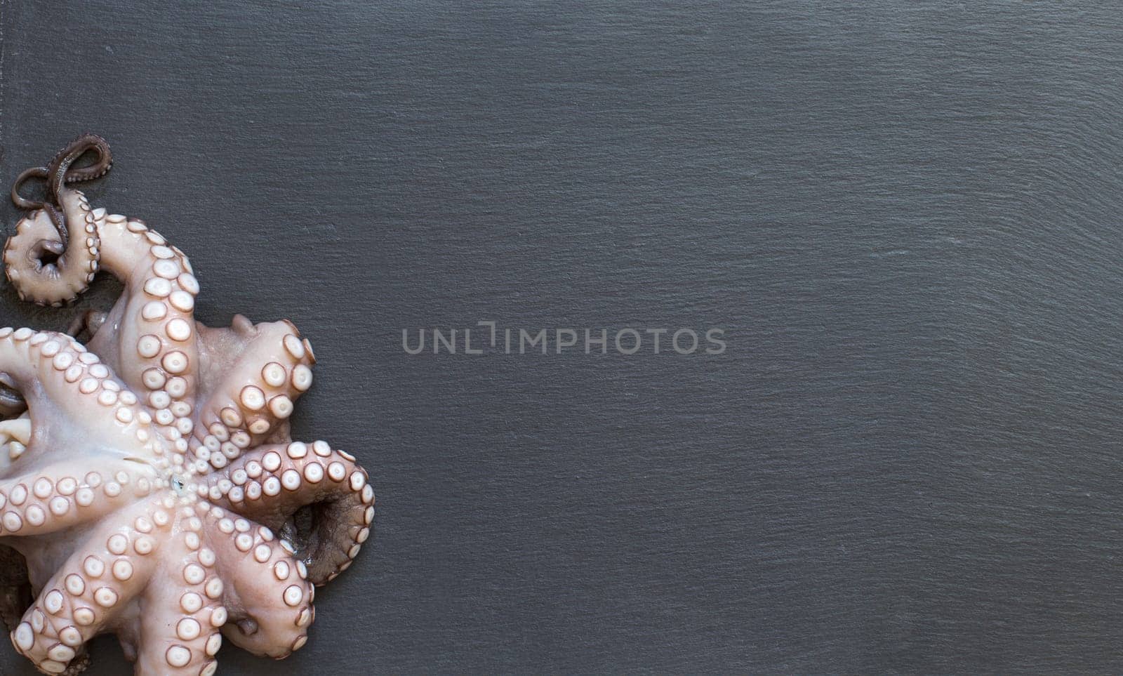 Fresh raw octopus over dark grey background closeup