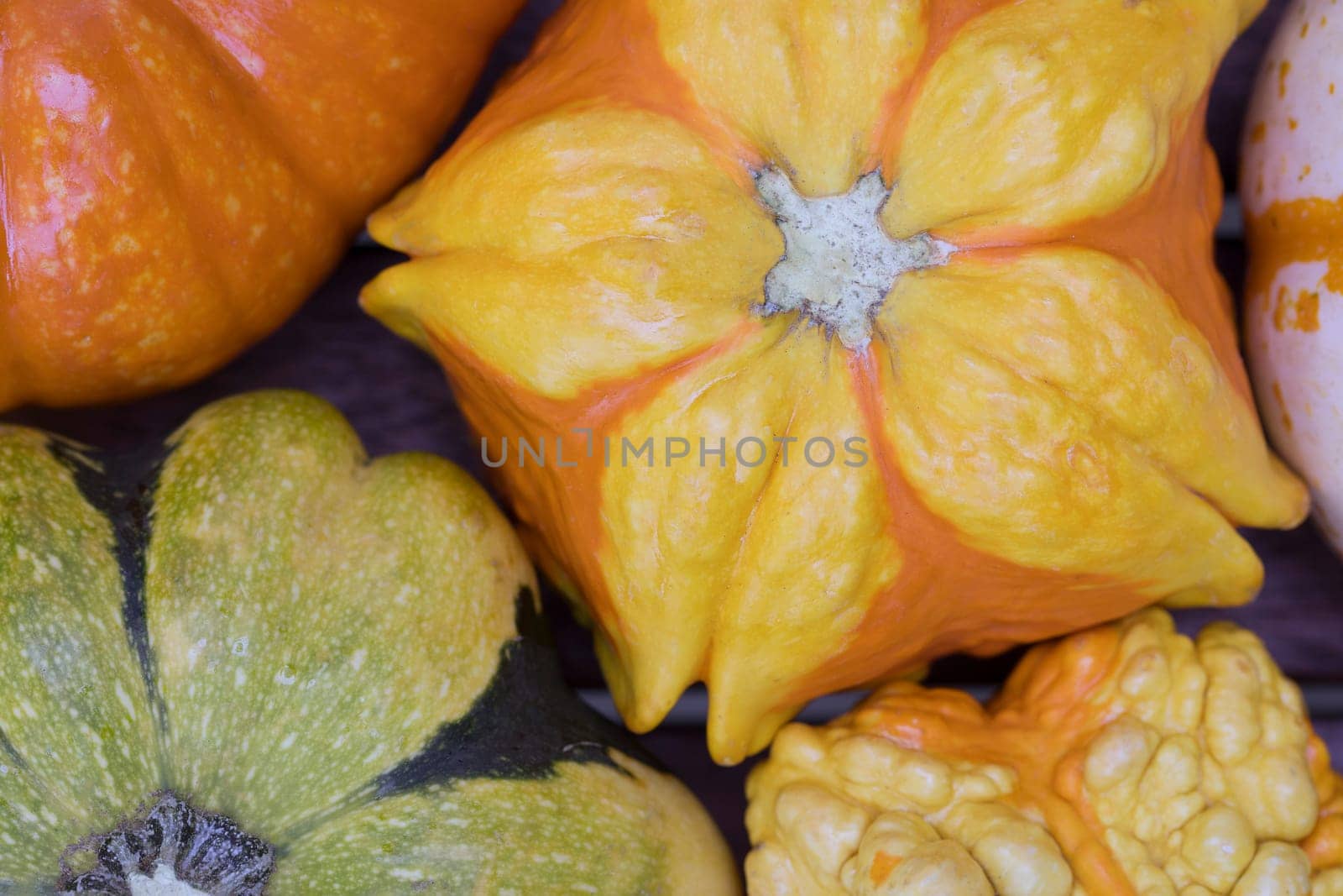 Colourful decorative autumn gourd close up.
