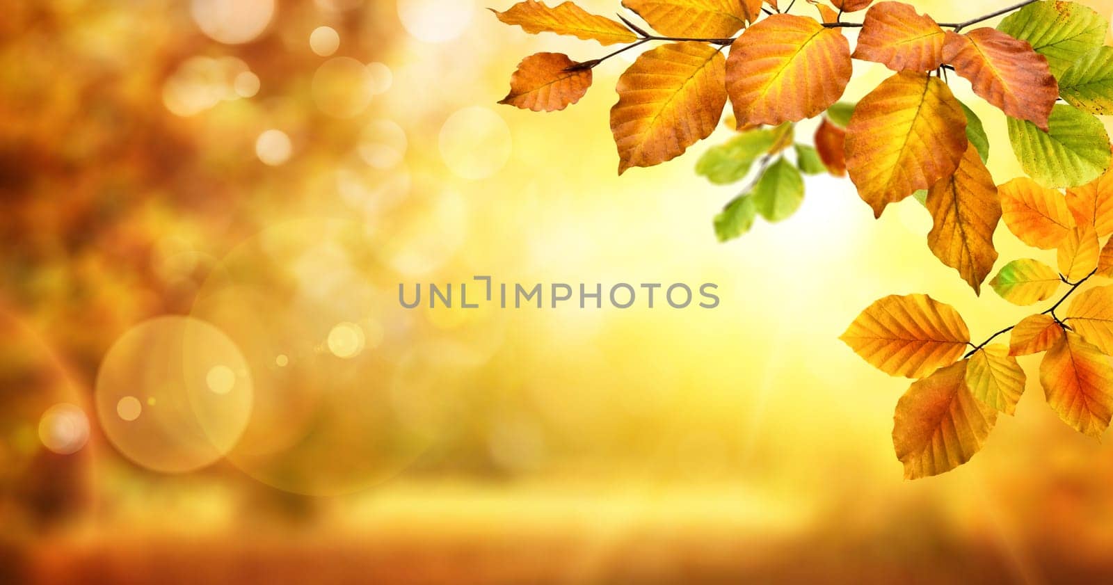 Autumn beech leaves decorate a beautiful nature bokeh background with glowing sunlight and blurred trees