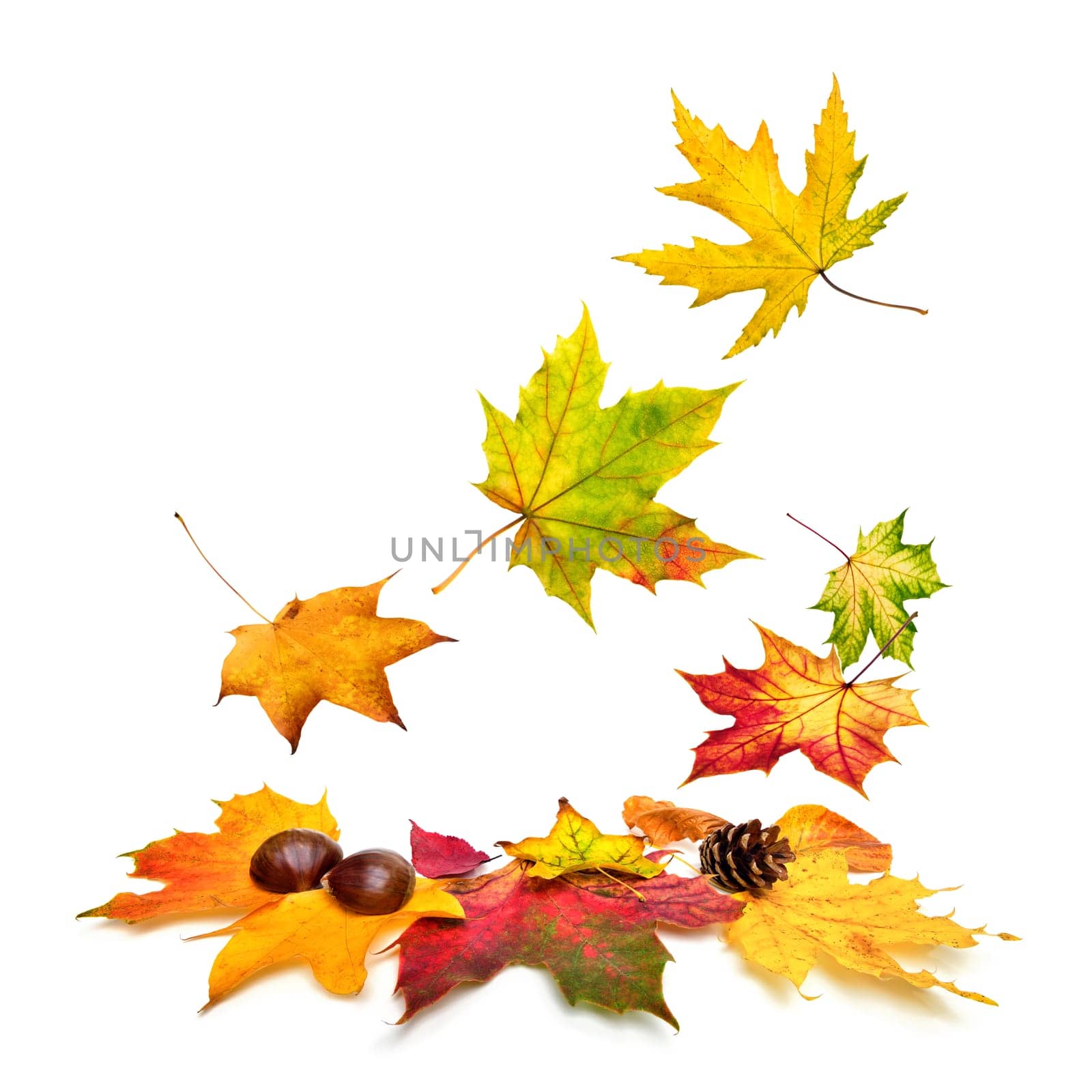 Isolated multi-colored autumn leaves gently falling down,with white copy space