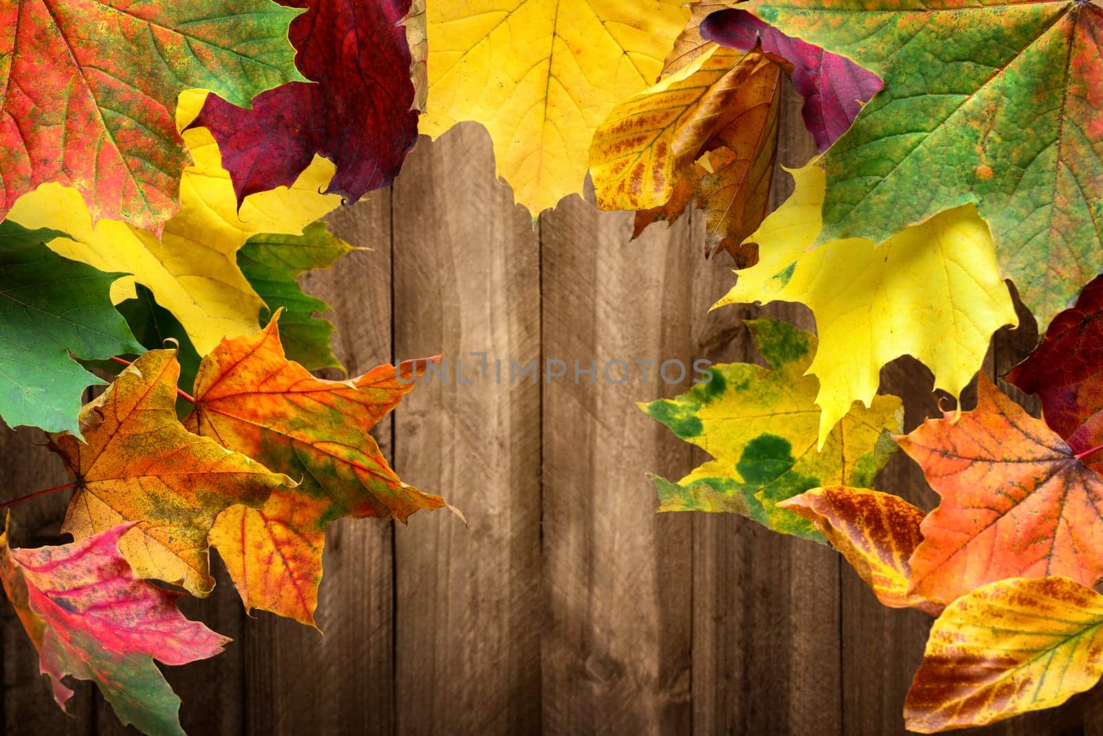 Colorful maple leaves in autumn frame a wood planks background