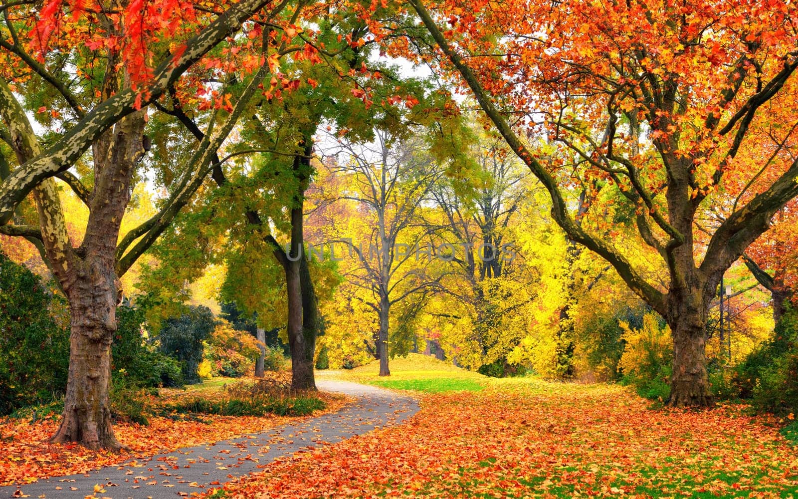 Autumn scenery in a park with warm colors,leaves on the lawn and a footpath leading into the scene