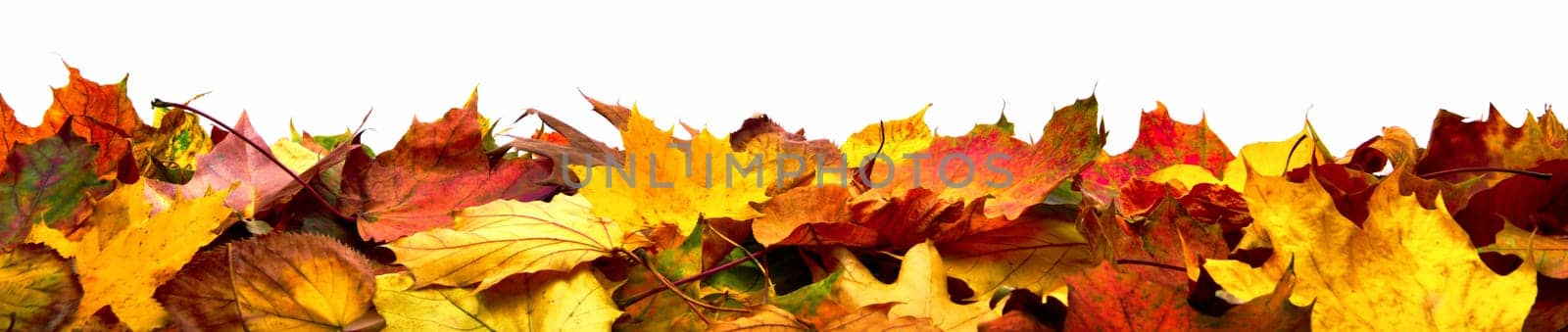 Autumn leaves lying on the ground,panorama format with vibrant colors isolated on white