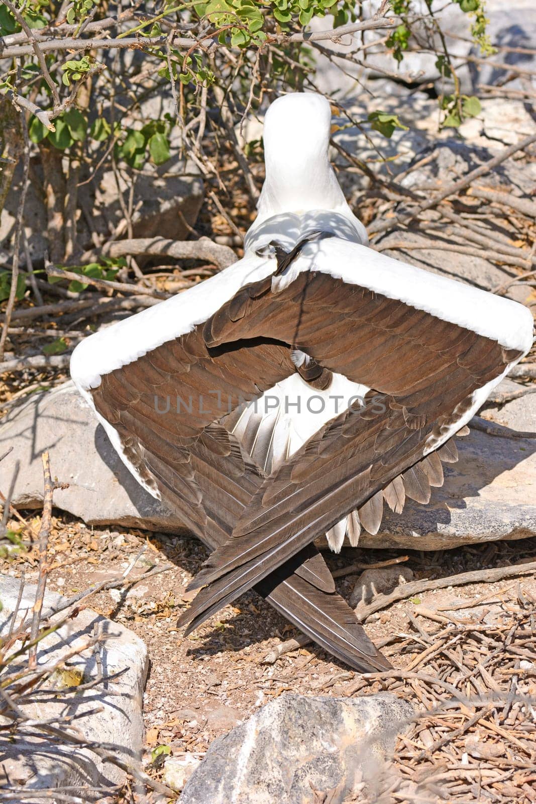 Unusual Wing Position on a Nazca Booby on Espanola Island in the Galapagos