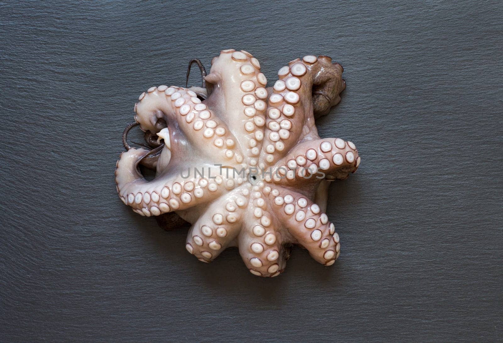 Fresh raw octopus over dark grey background closeup