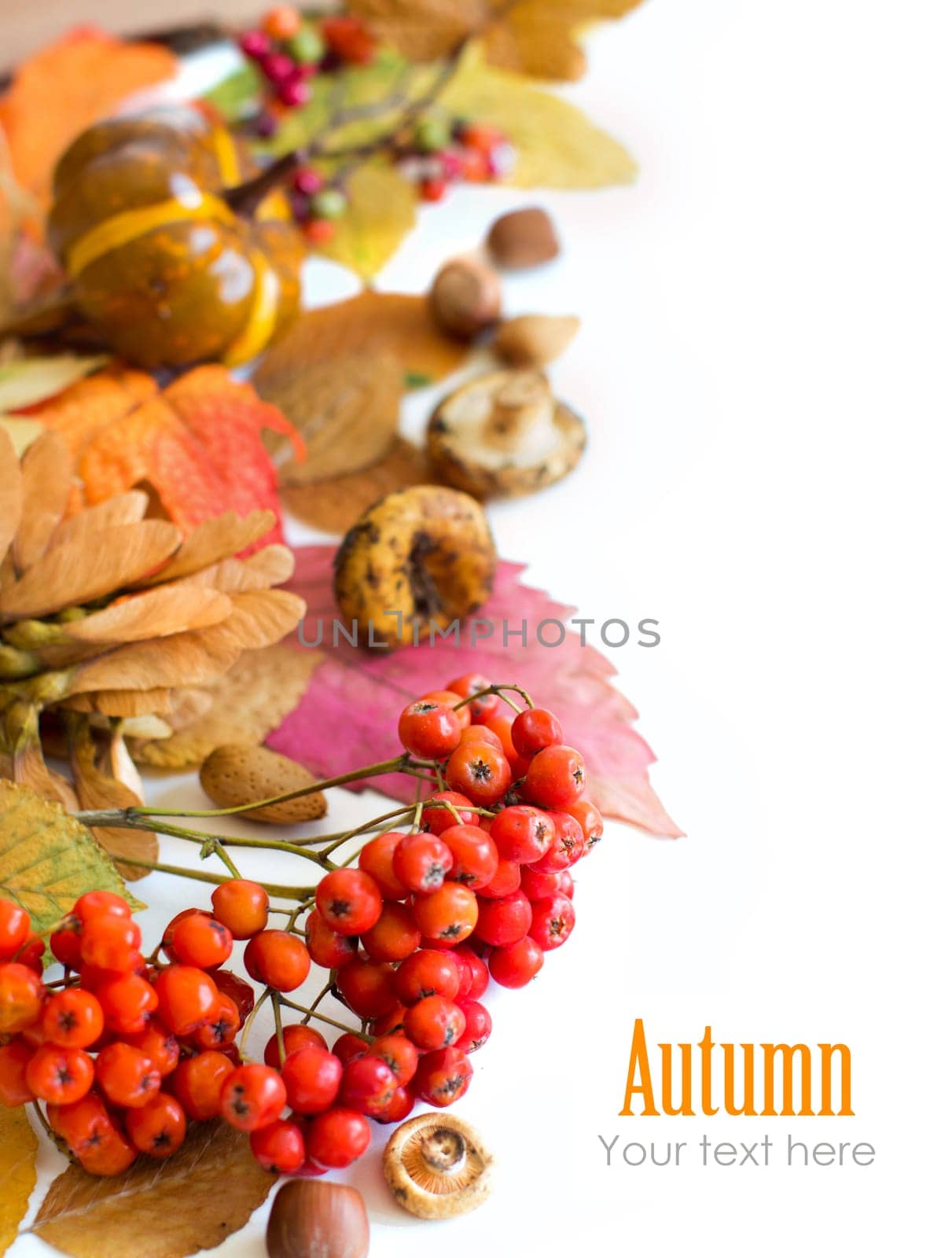Autumn background with berries, leaves, muchrooms and nuts