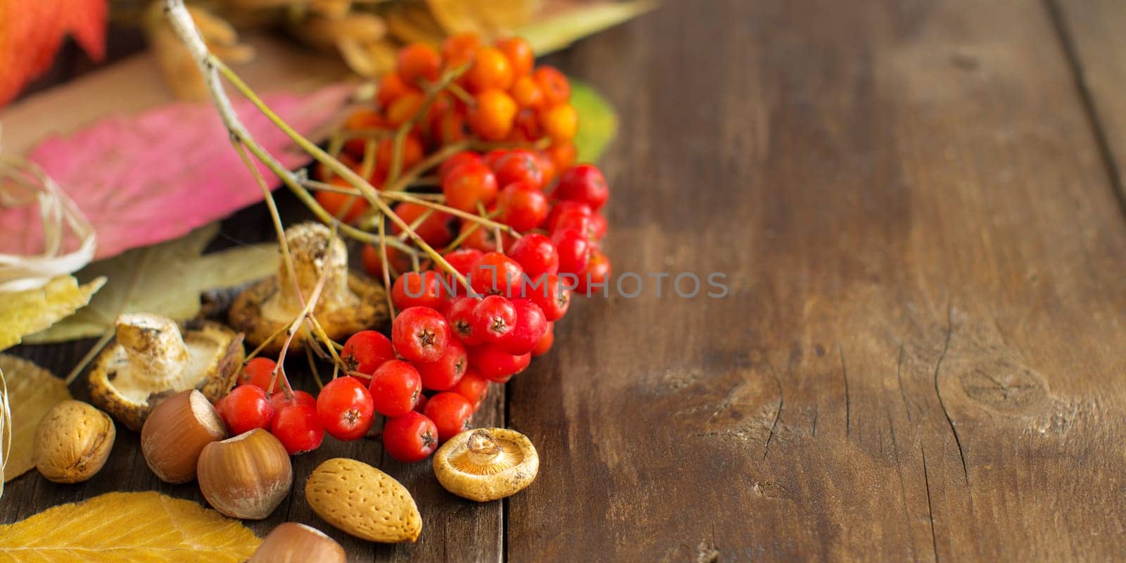 Autumn background with berries, leaves, muchrooms and nuts