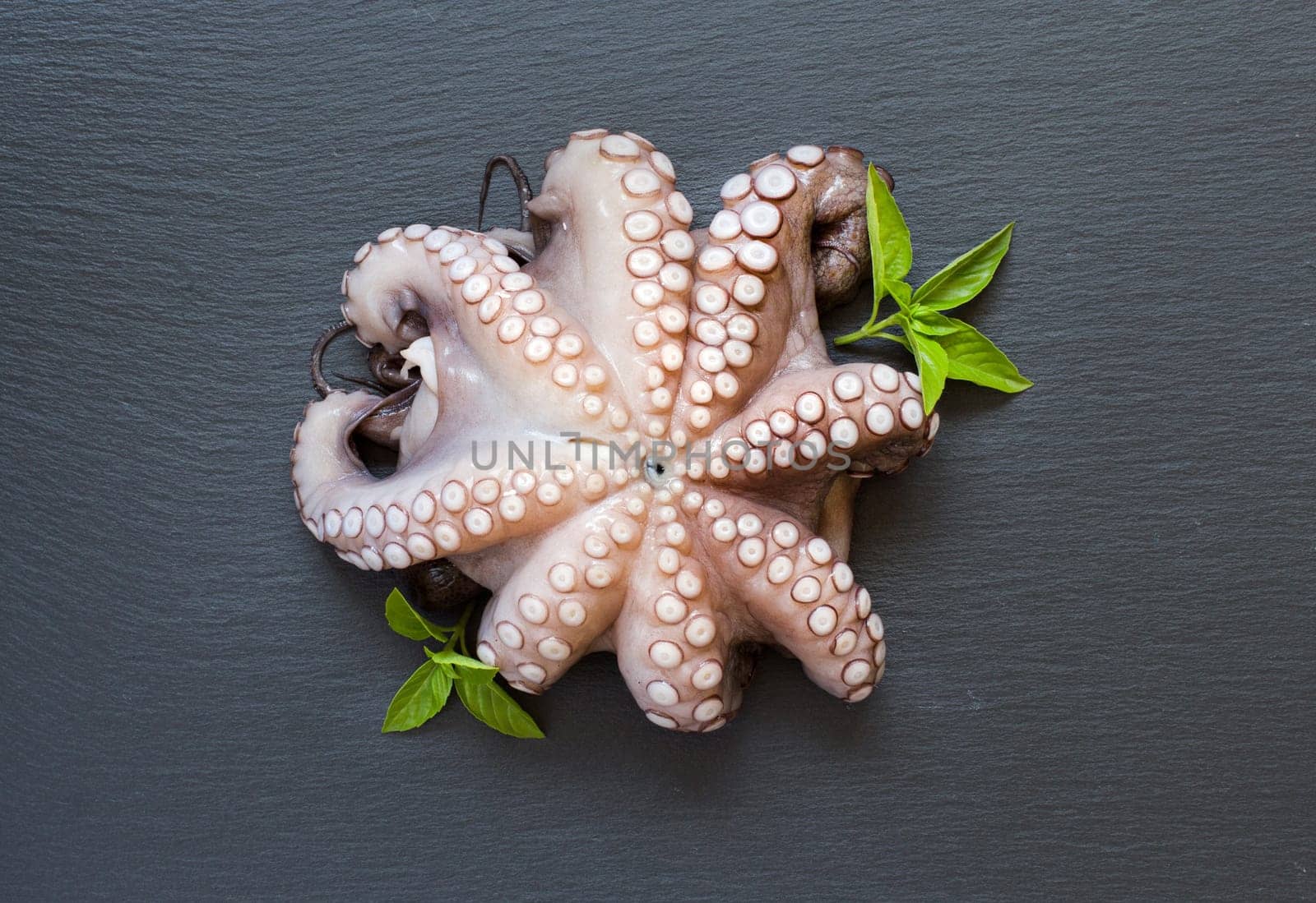 Raw octopus with basil over dark background
