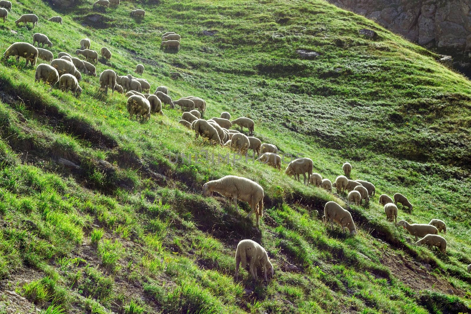 Sheeps flock on the hill. Abruzzo, Italy.