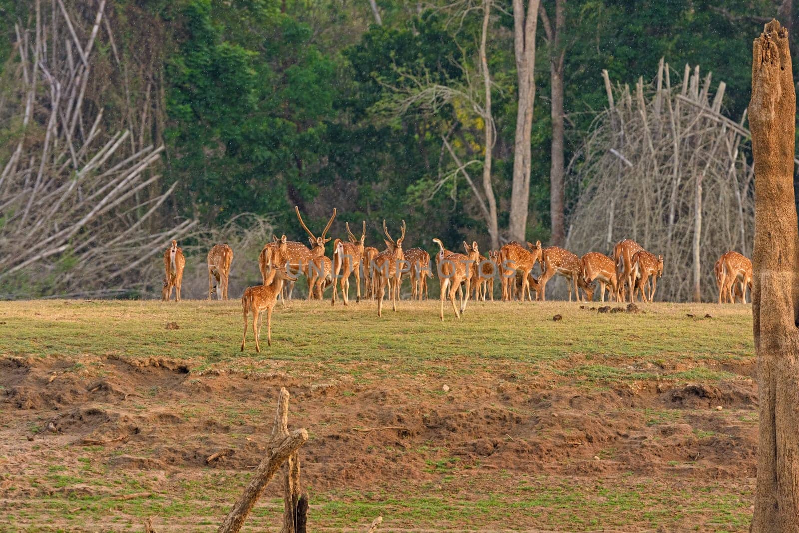 Spotted Deer Herd on the Kabini River in Nagerhole National Park in India