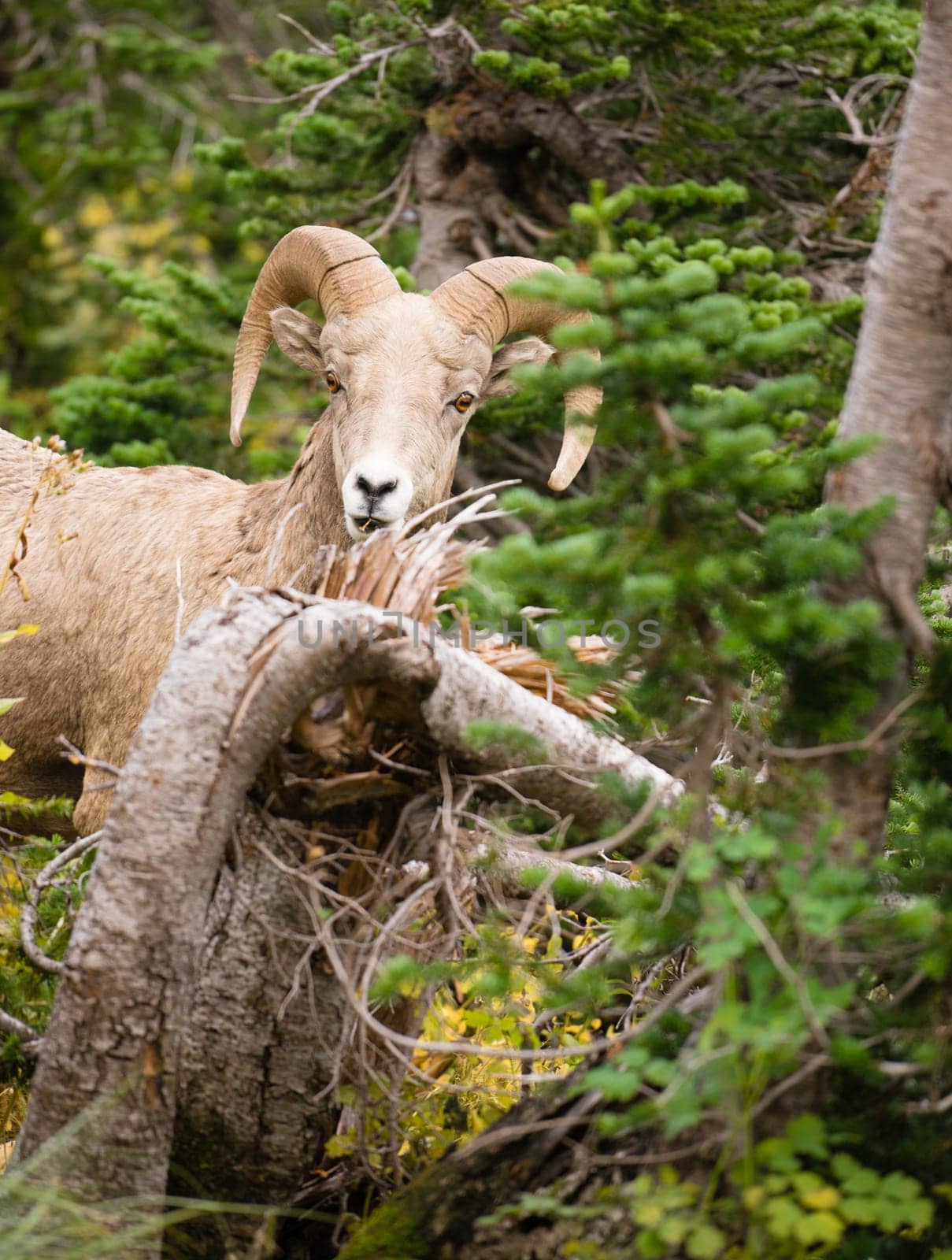 Bighorn Sheep stares photographer down in Glacier National Park