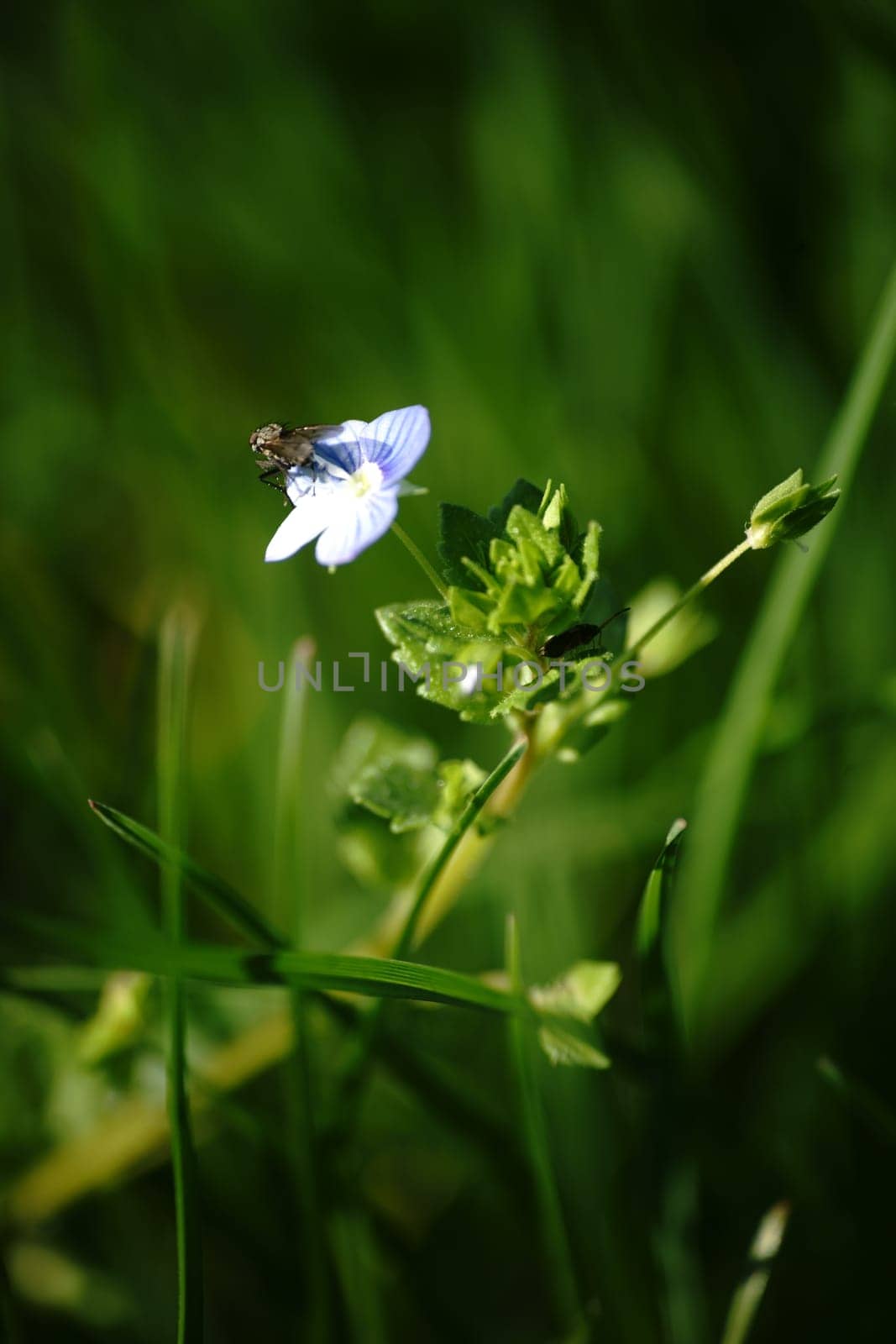 A fly sits quietly on the small flower of the wild pansy Viola tricolor between blades of grass.