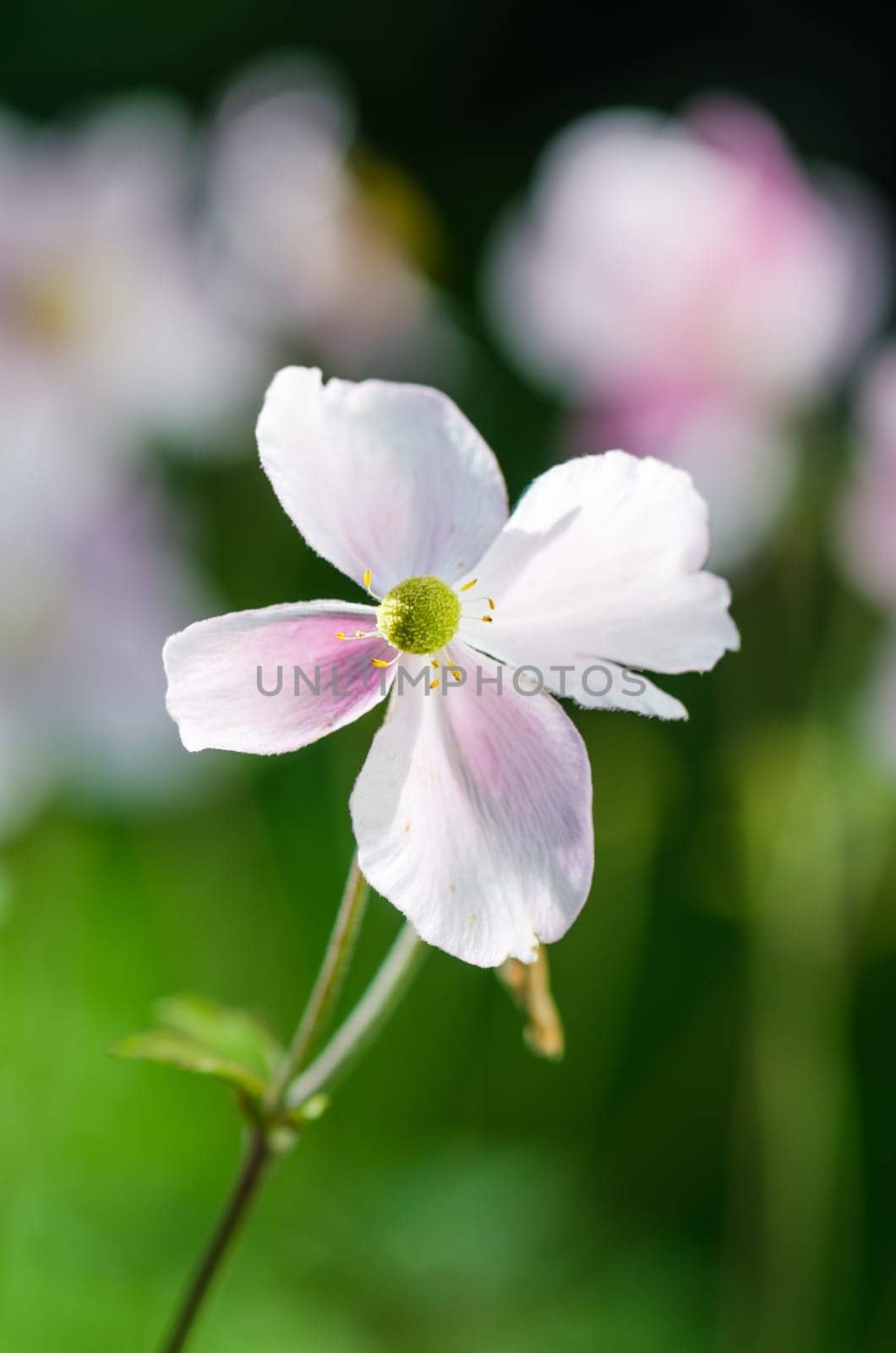 Pale pink flower Japanese anemone, close-up. Note: Shallow depth of field