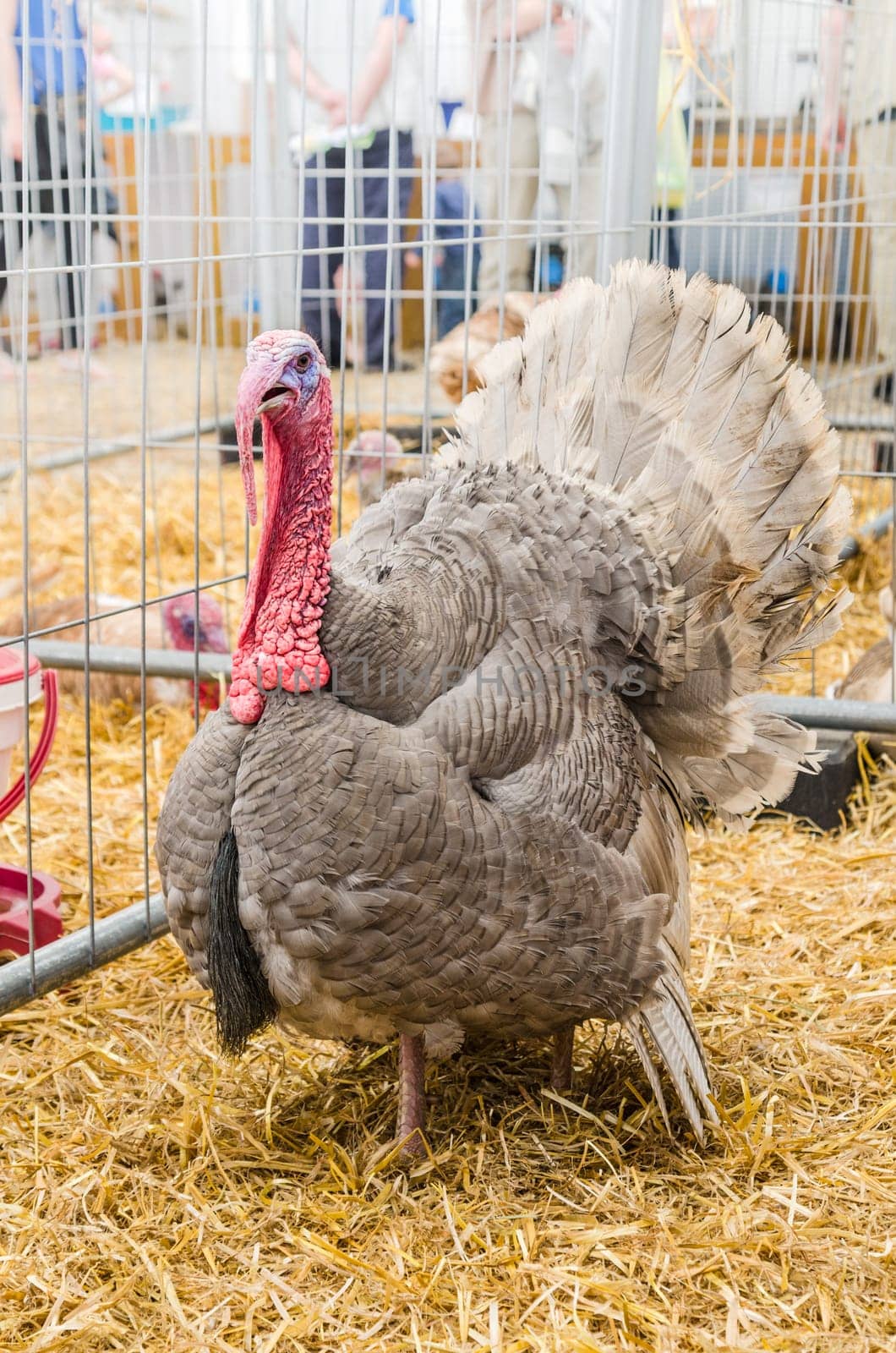 Big beautiful turkey on a farm, close-up
