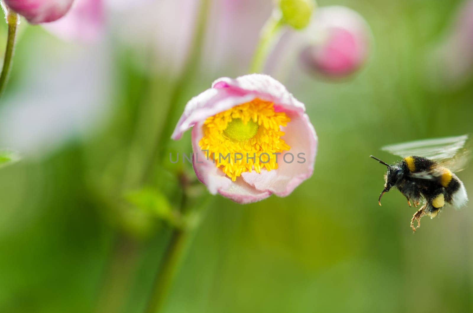 Pale pink flower Japanese anemone, close-up. Note: Shallow depth of field