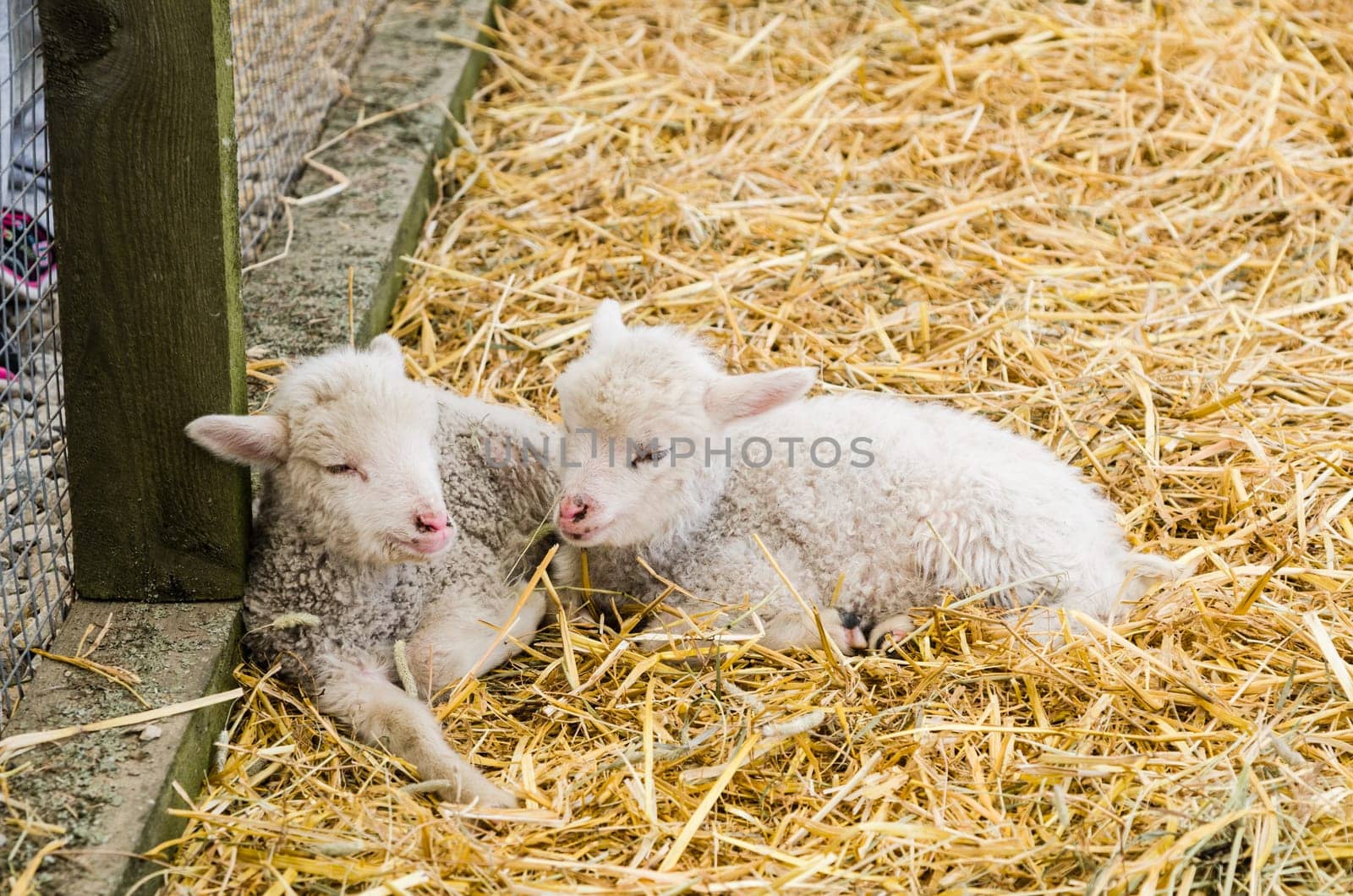 Two Little lamb sleeping in straw, close-up