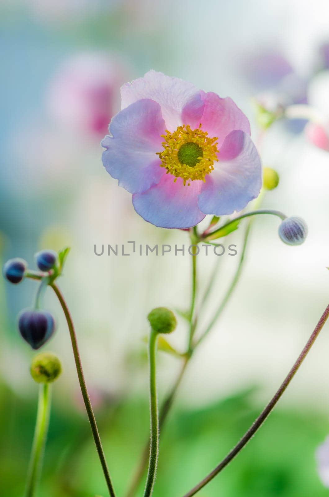 Pale pink flower Japanese anemone, close-up. Note: Shallow depth of field
