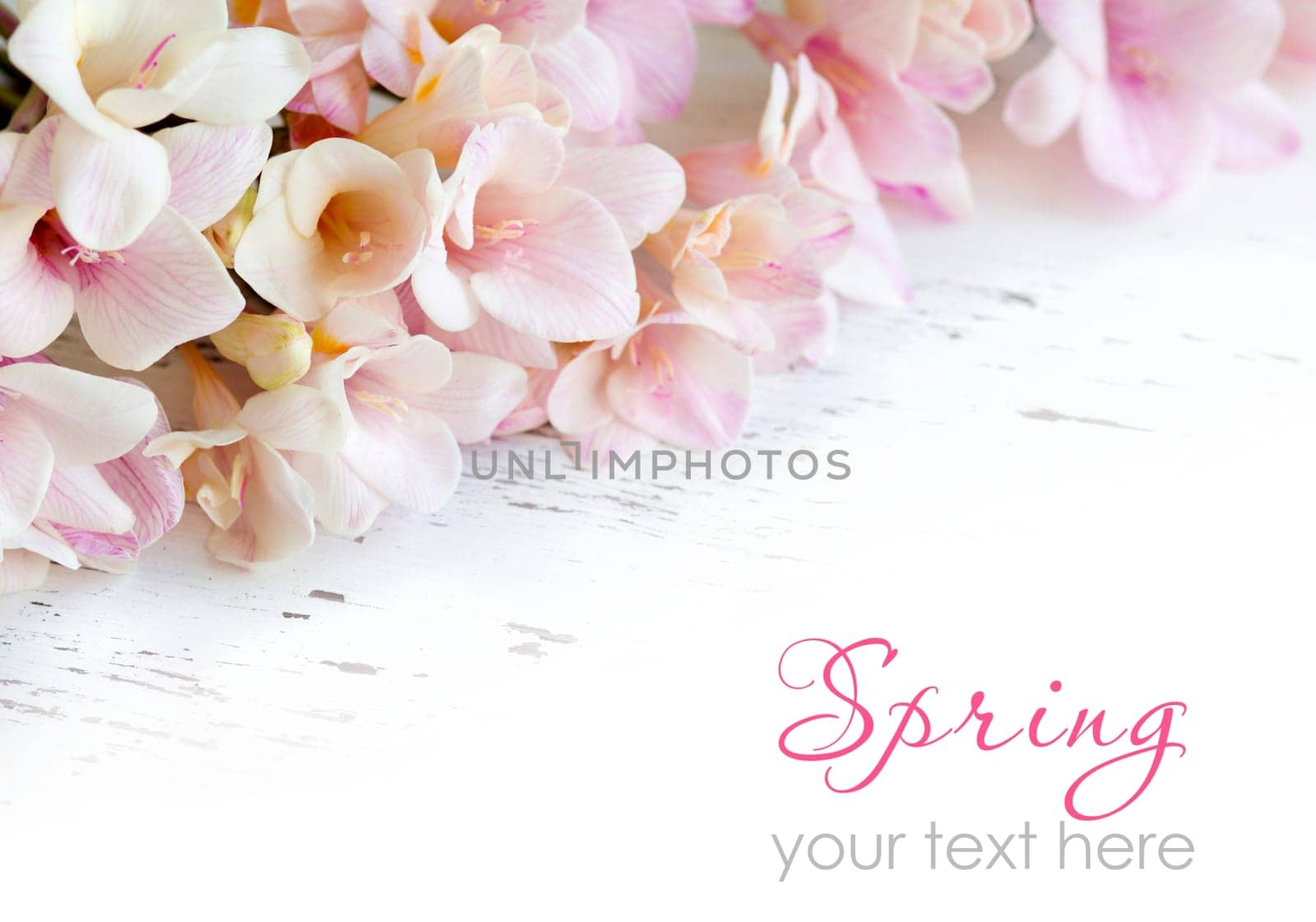 Pink freesia flowers on old white shabby table