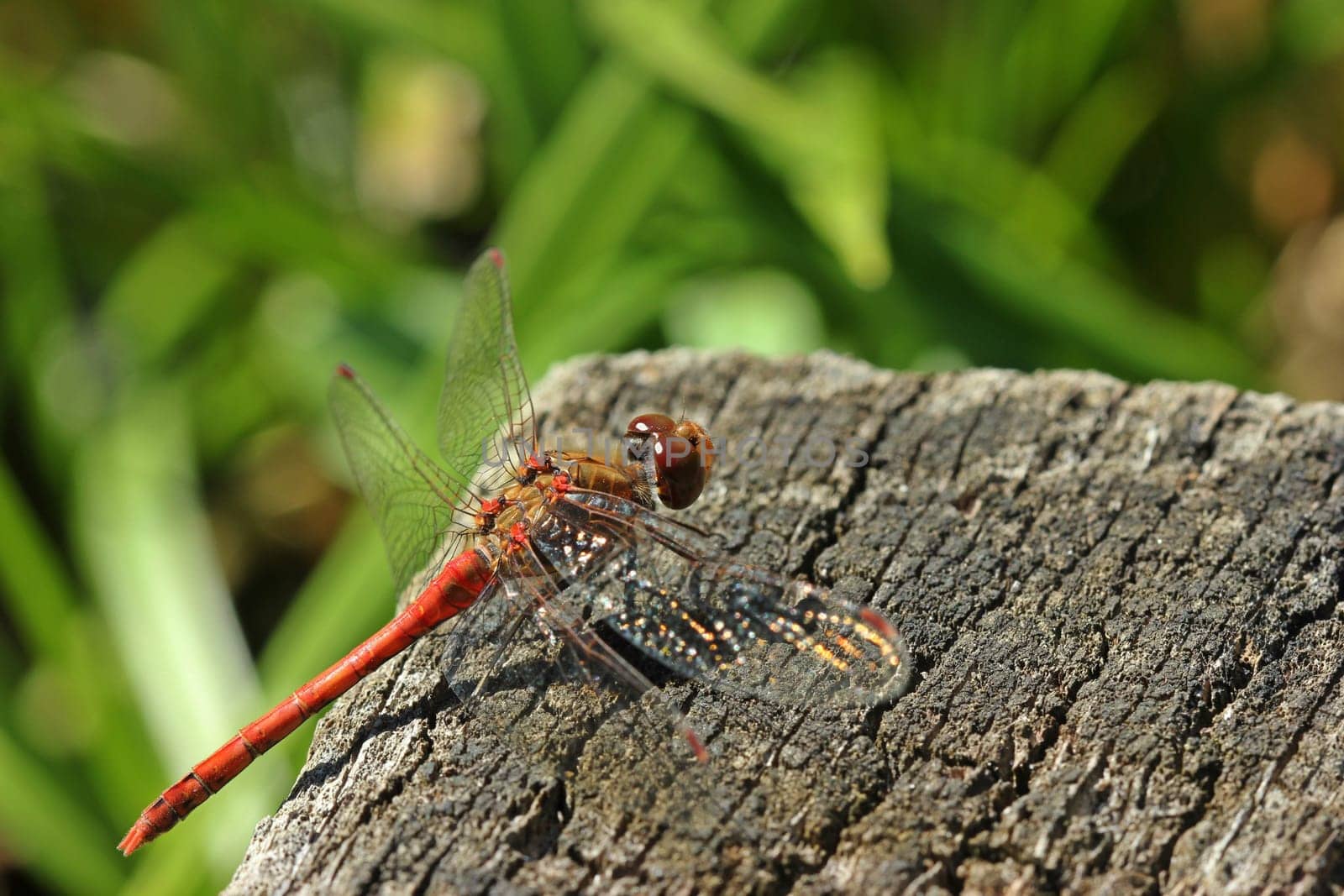 Large heather dragonfly (Sympetrum striolatum) on wooden pole