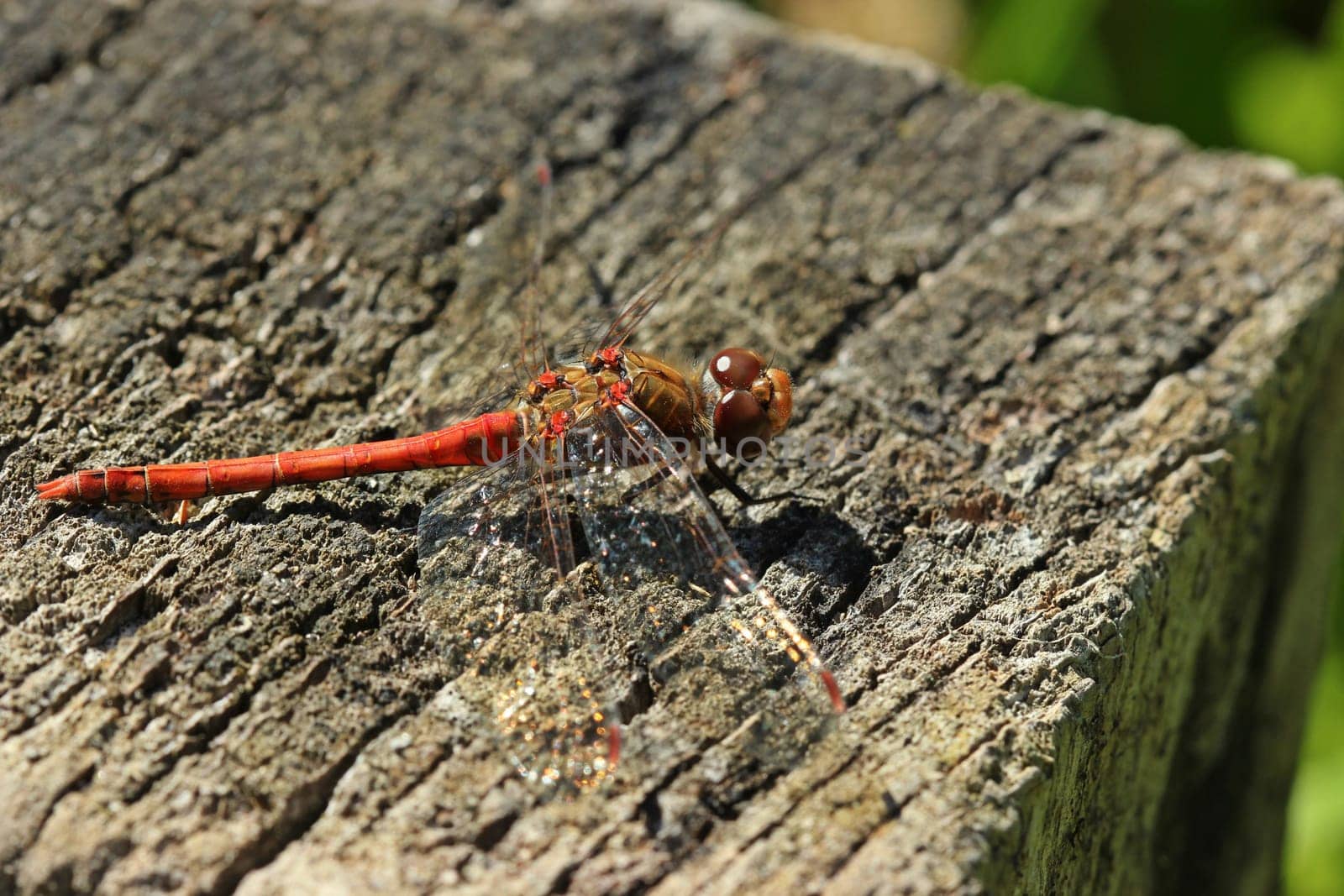 Large heather dragonfly (Sympetrum striolatum) on wooden pole