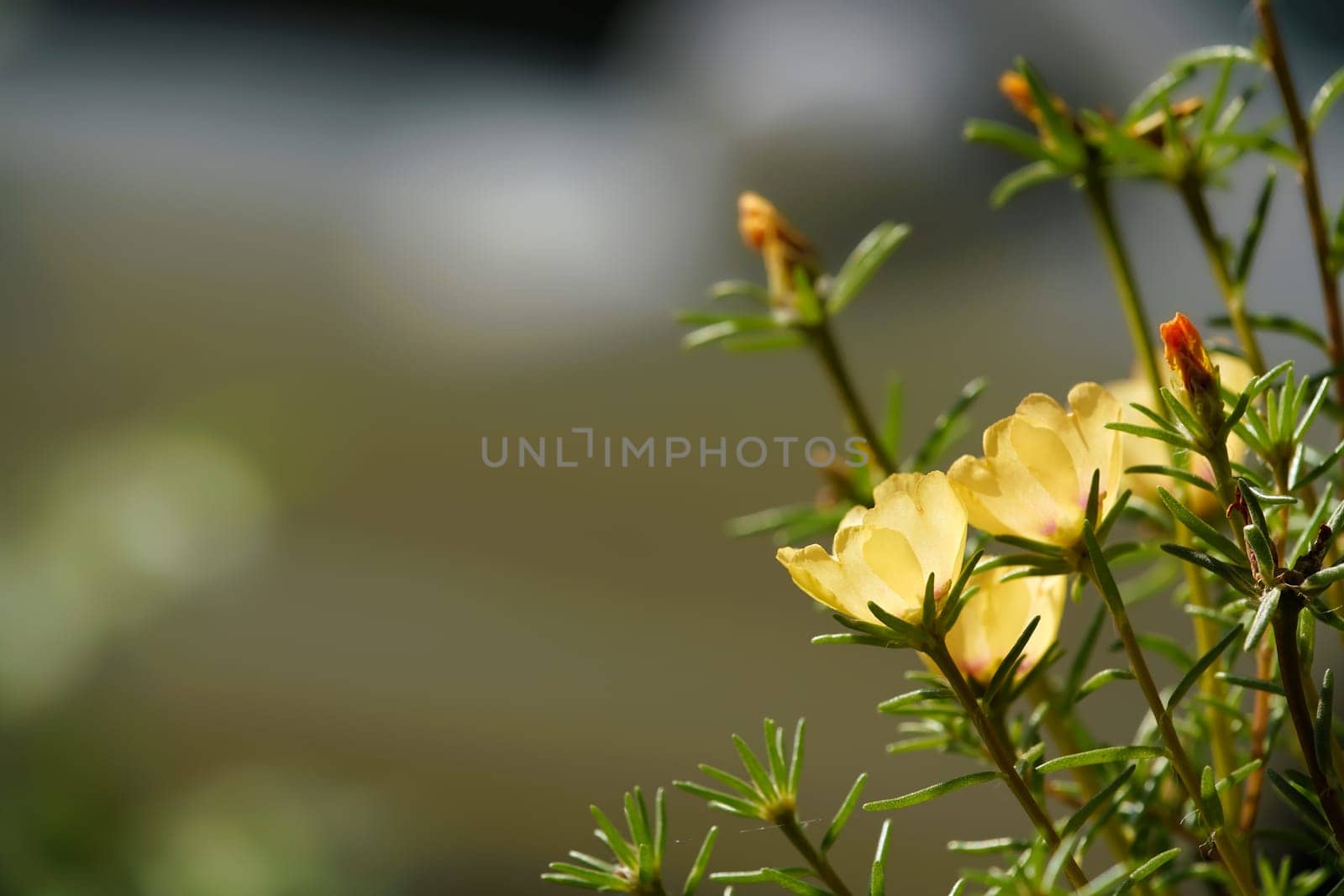 Purslane frogs in summer
