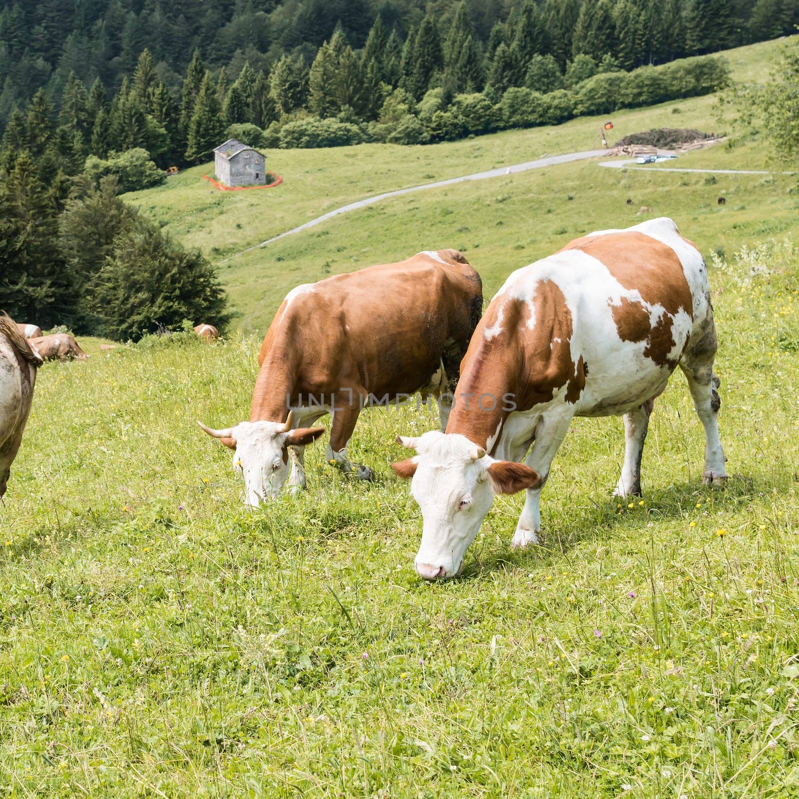 Cows grazing in the meadow in the mountains.