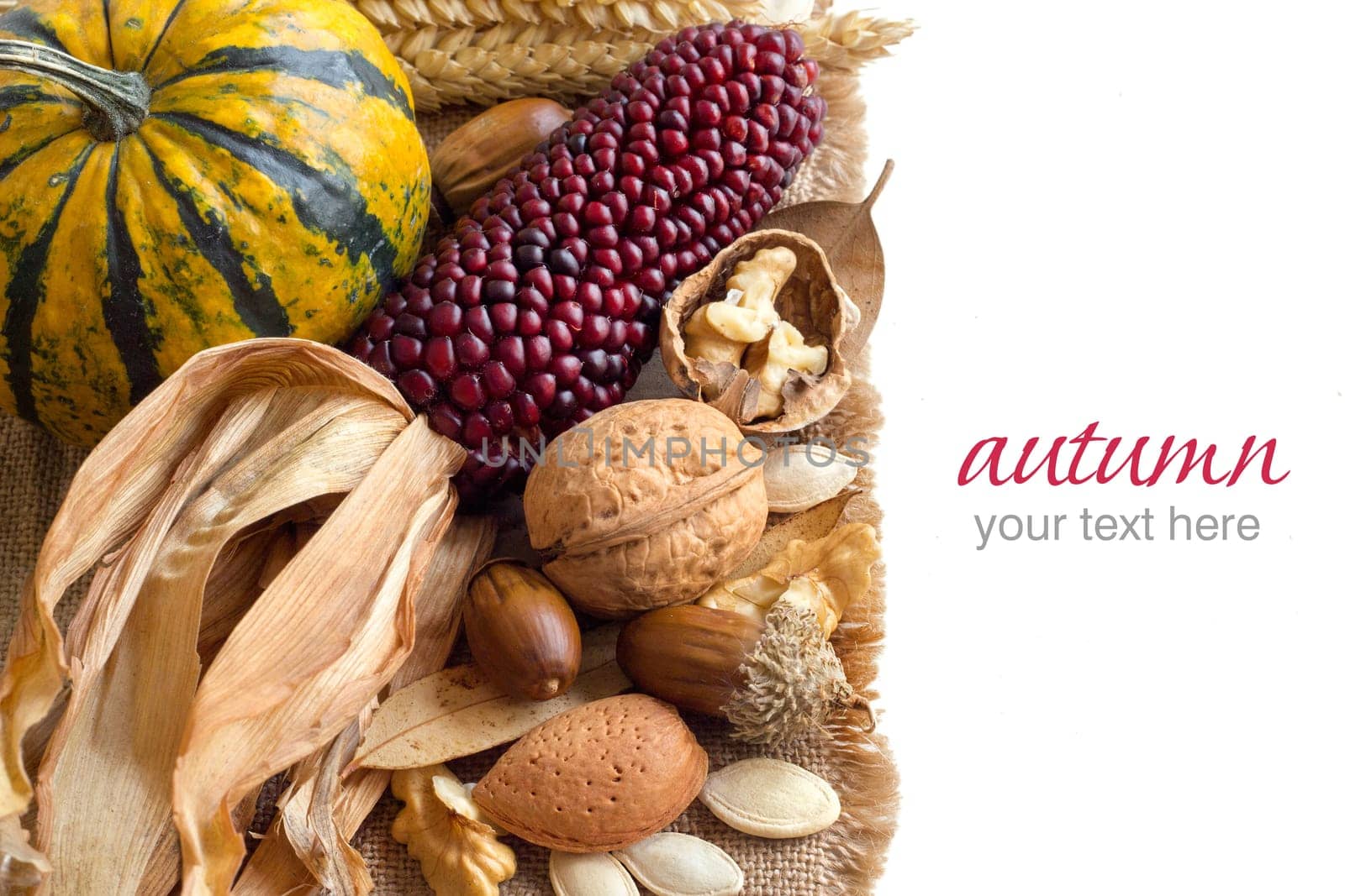 Harvest background with corn, pumpkins, leaves and nuts