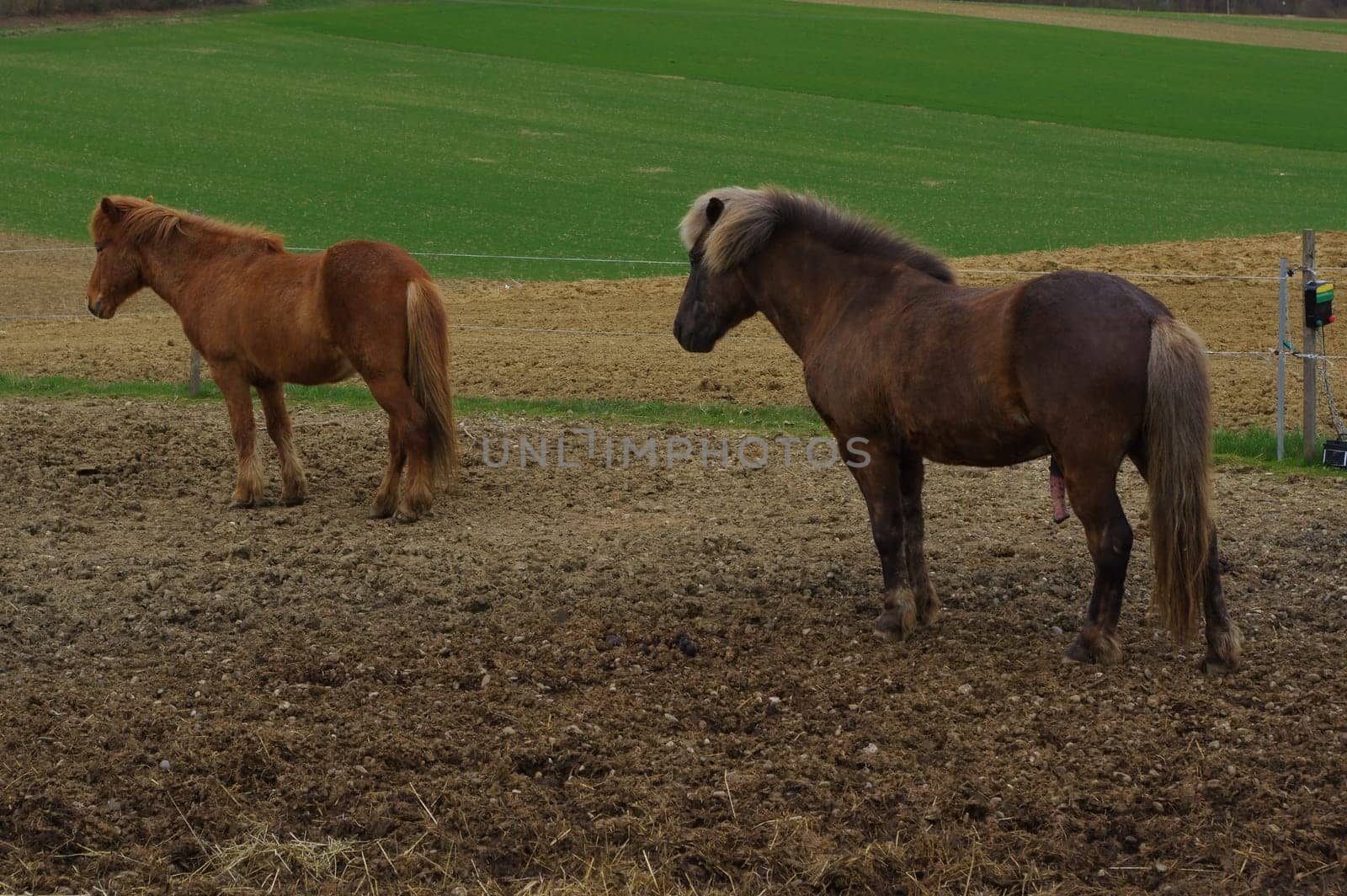 Two brown iceland standing horses with winter coat on the pasture.