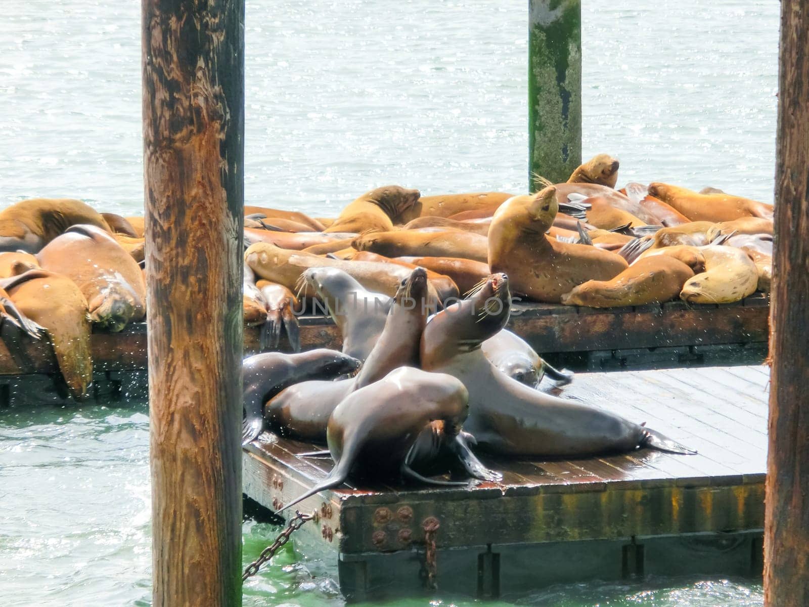 Sea lions at Pier 39 in San Francisco, USA