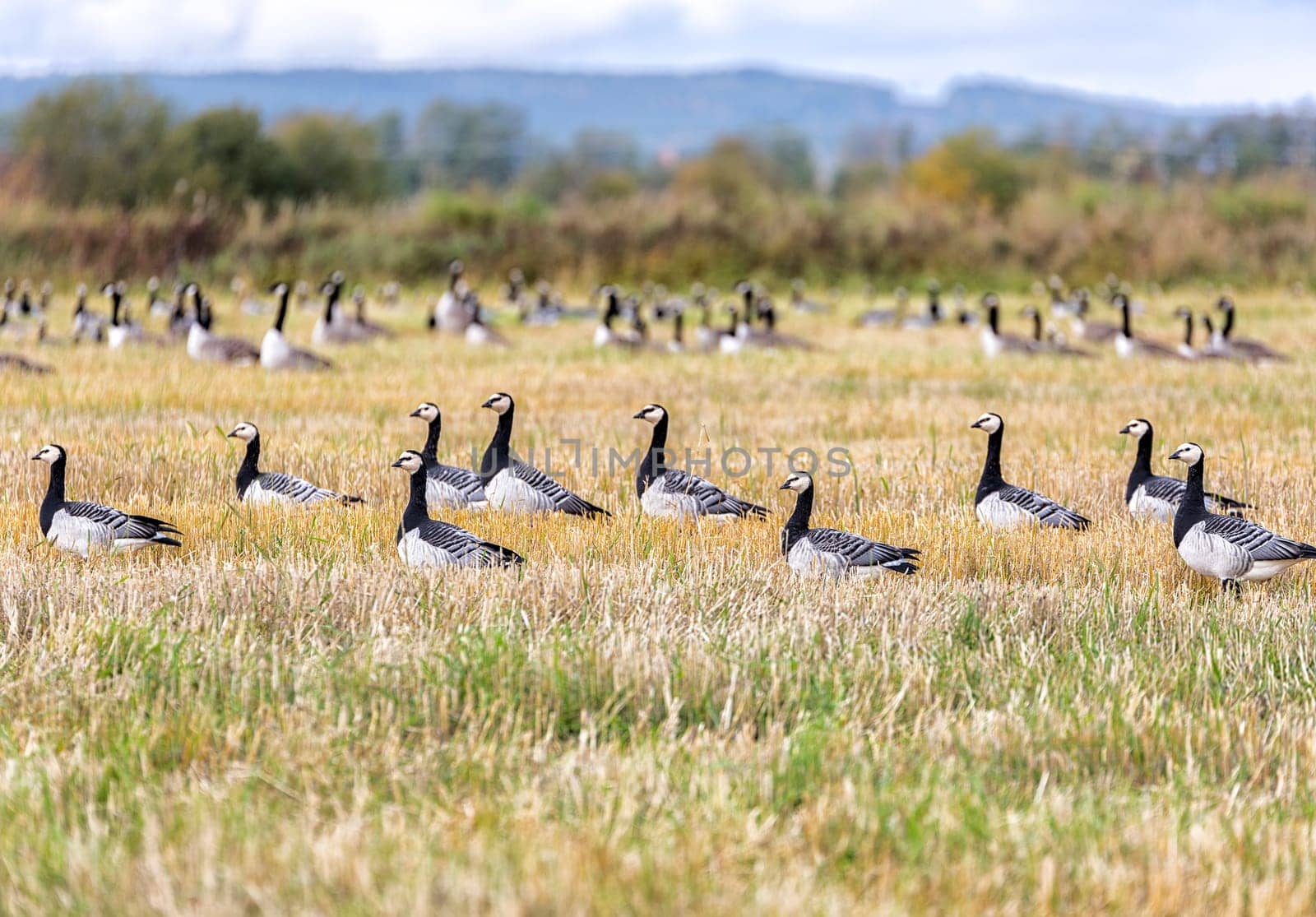 Flock of Canada Geese in farm field.