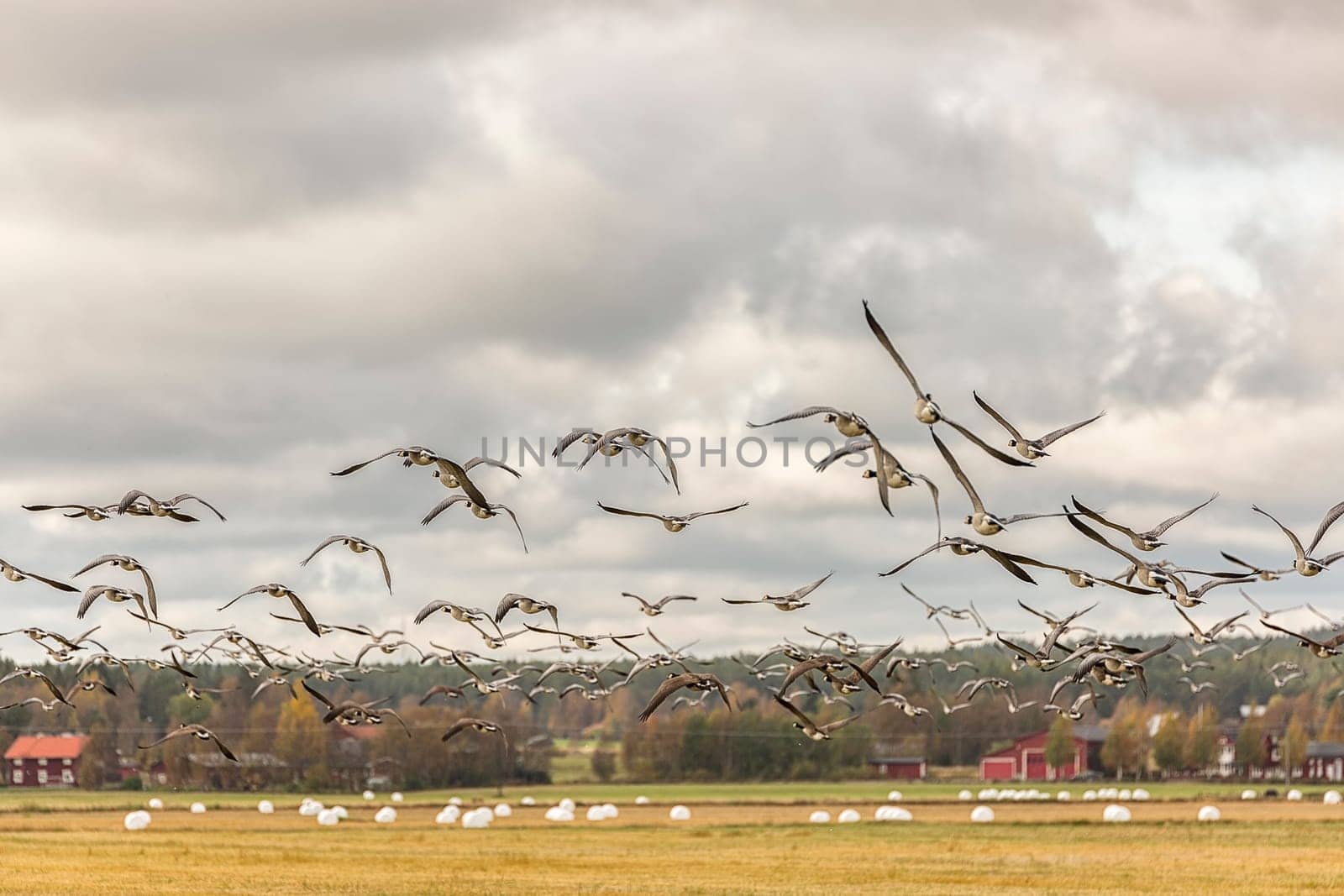 Flock of Canada Geese Flying over farm field.
