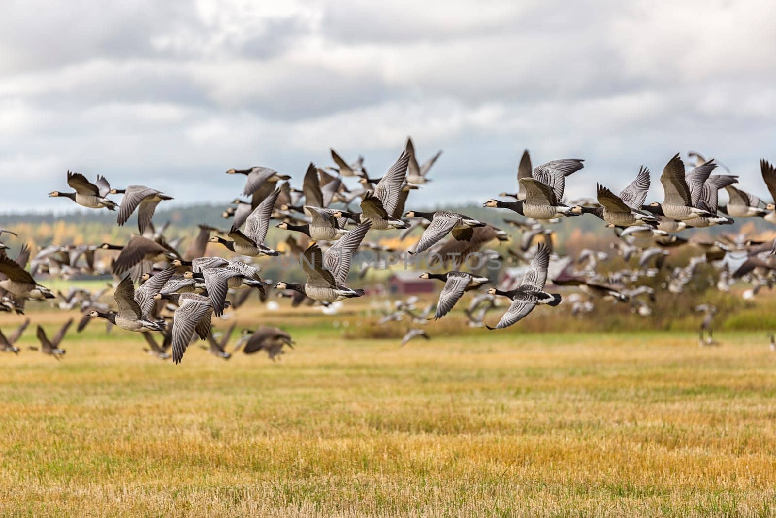 Flock of Canada Geese Flying over farm field.