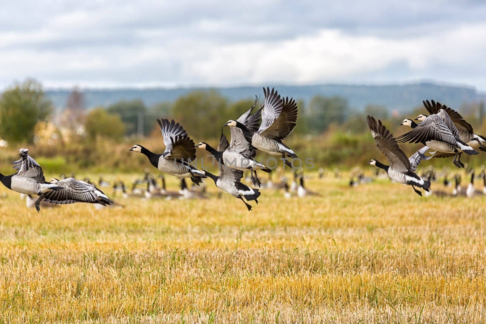 Flock of Canada Geese Flying over farm field.