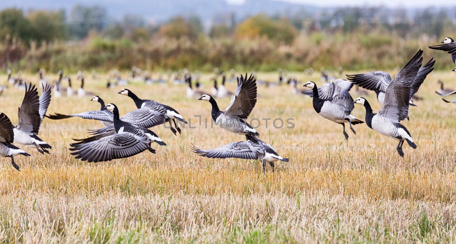 Flock of Canada Geese Flying over farm field.