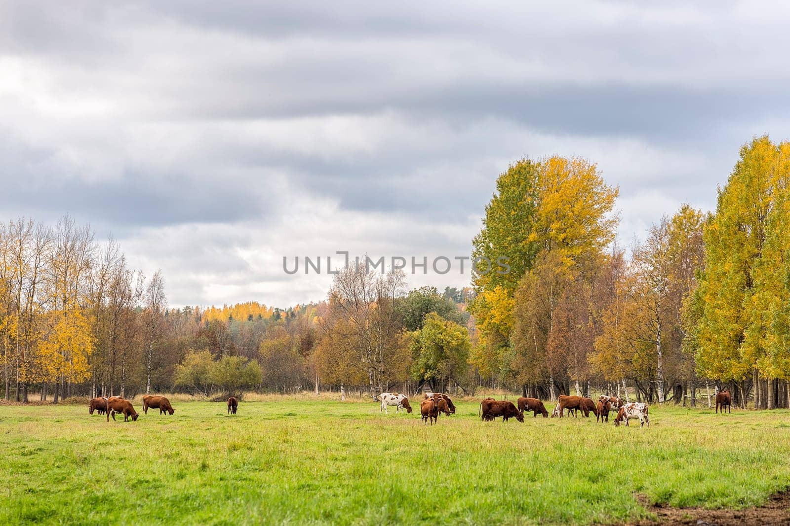 Cows Eating in Field in Autumn.