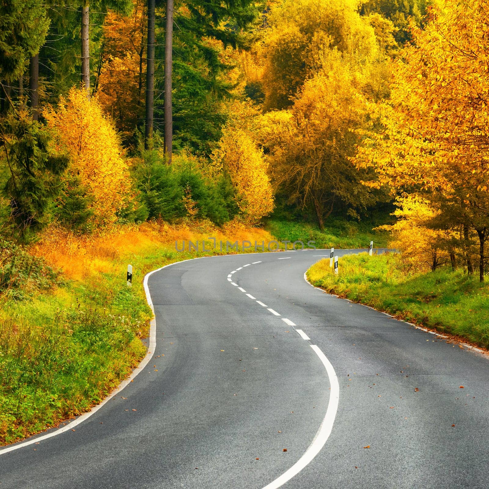 Landscape shot with a scenic road bend in a colorful autumn forest