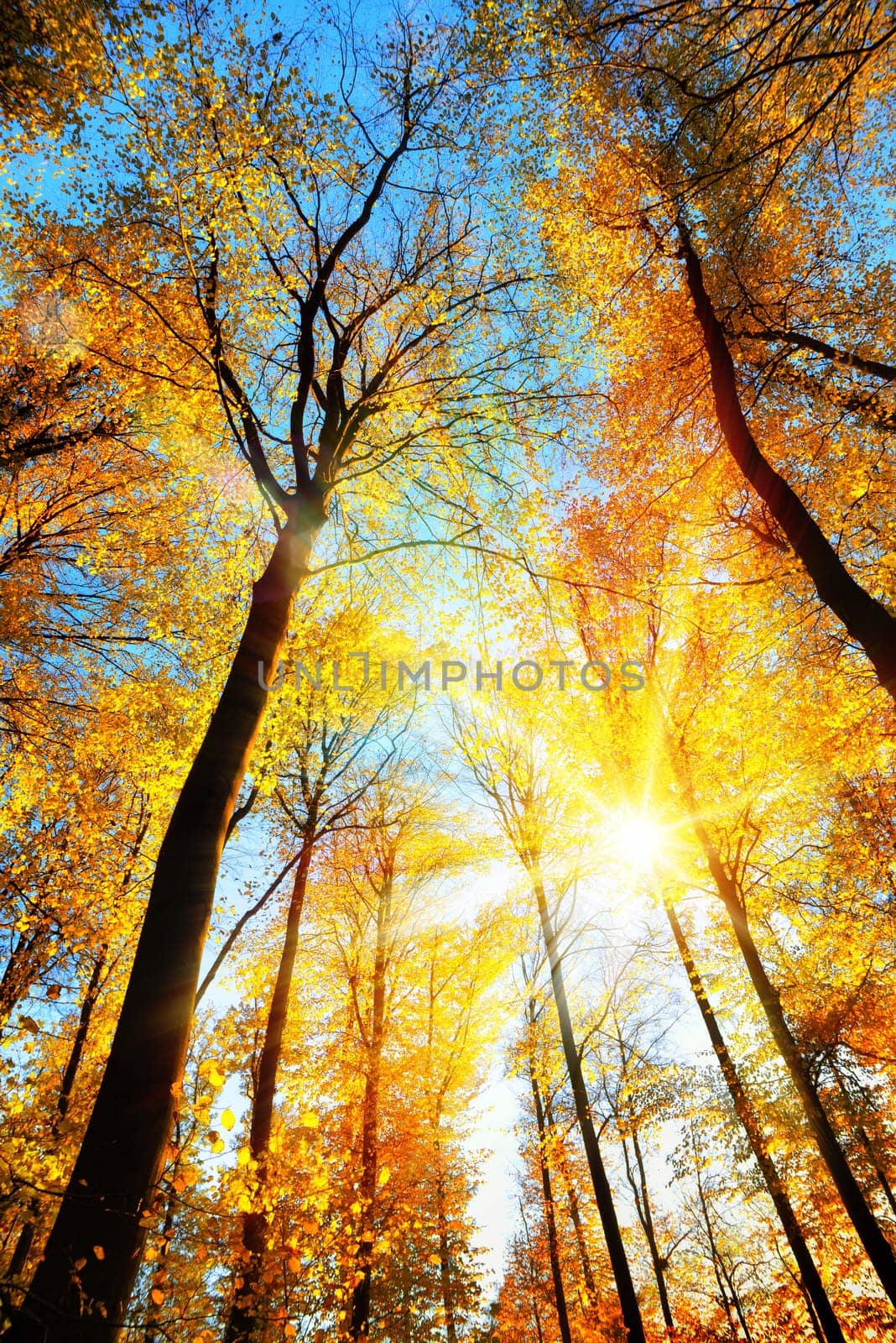 Forest scenery with the sun brightly illuminating the gold treetops and clear blue sky