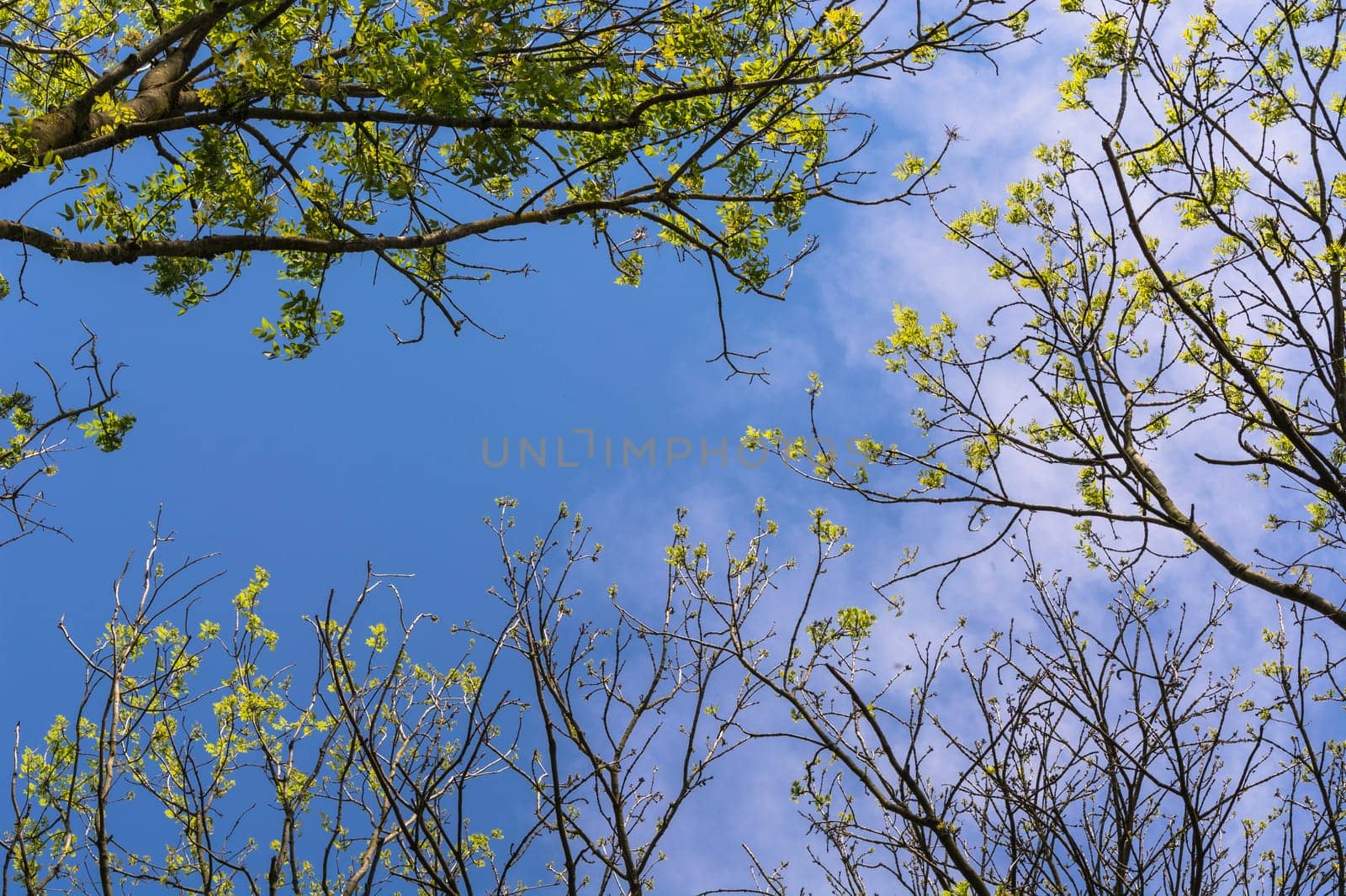Blue sky shines through the treetops.