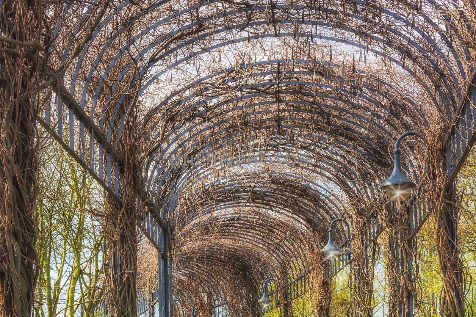 Beautiful garden architecture for climbing plants covered arcade..