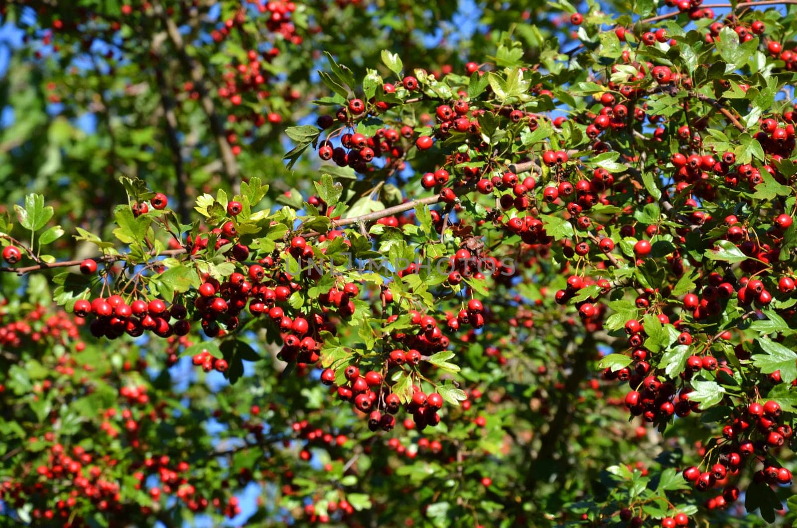 hawthorn