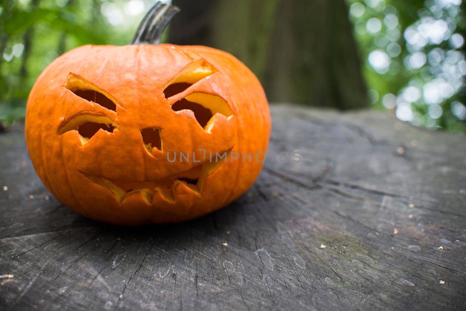close up on halloween pumpkin in autumn forest
