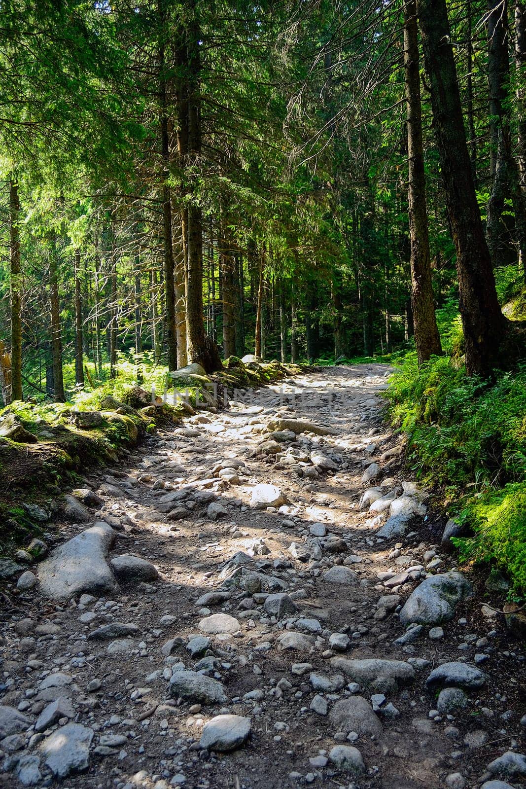 Tourist  Road in High Tatra Mountains, Slovakia