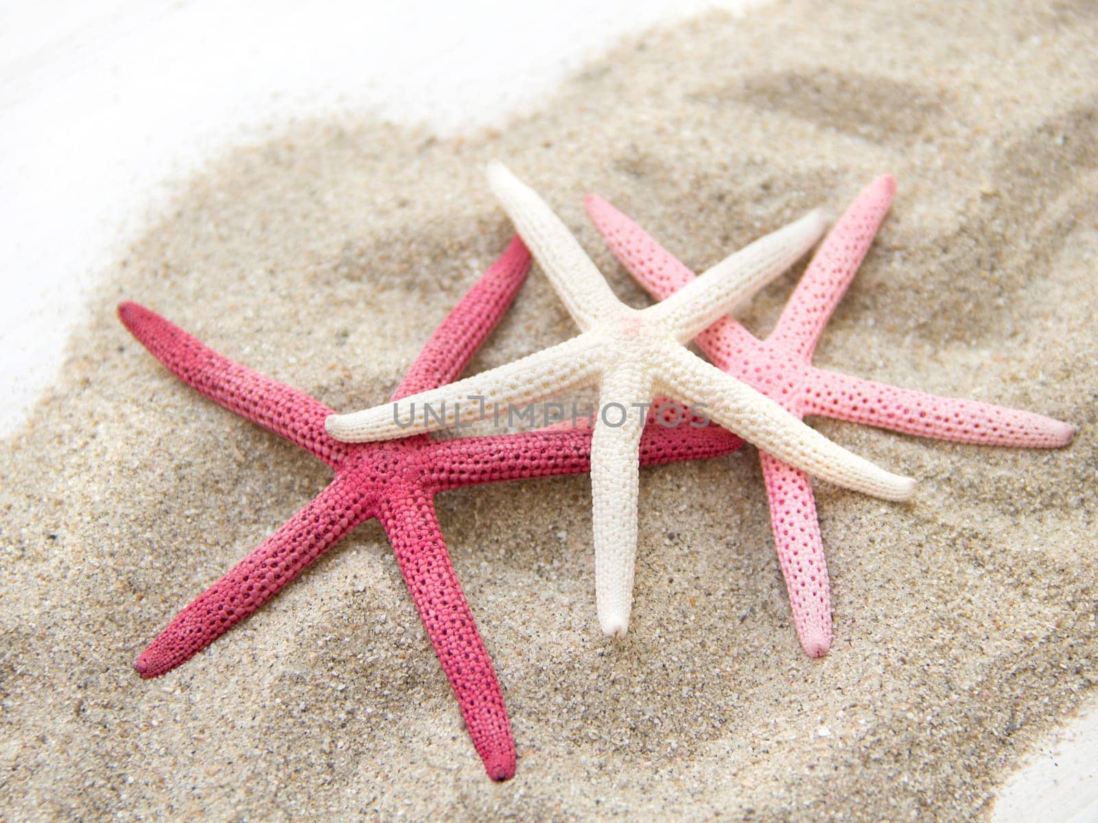 Starfishes on sand