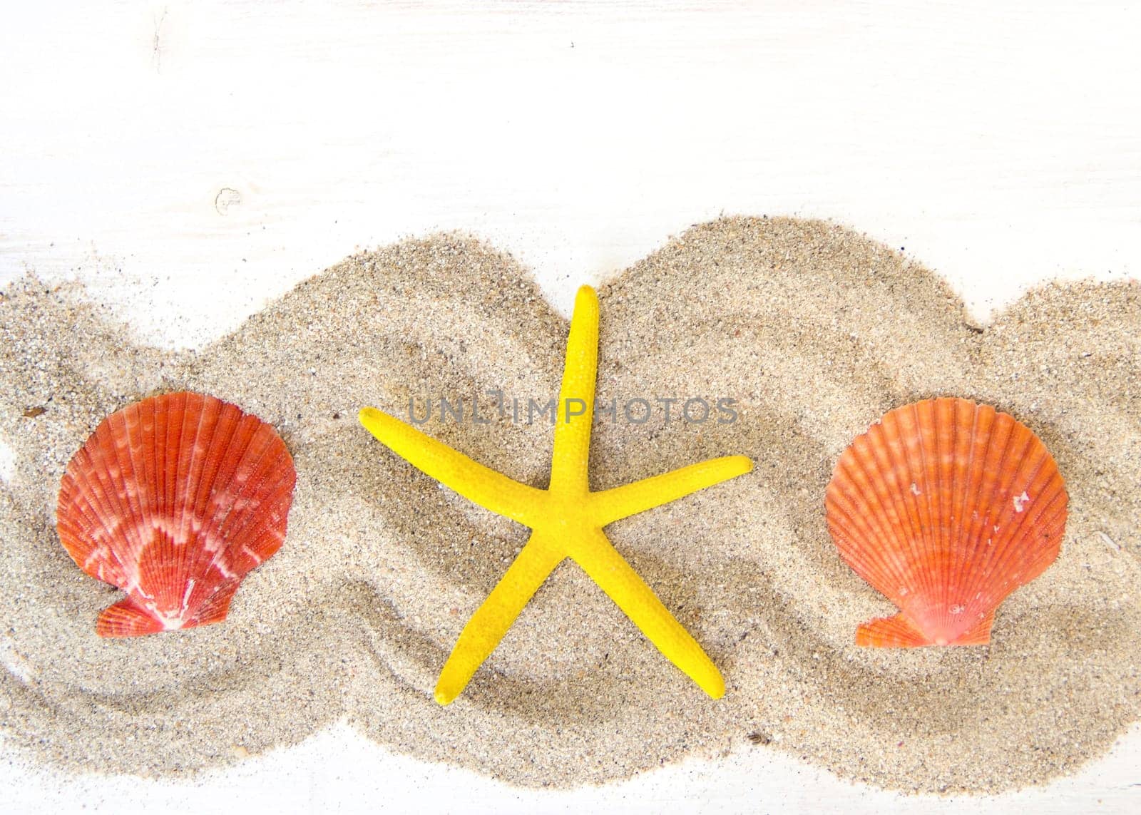 Sea shells and starfish on sand