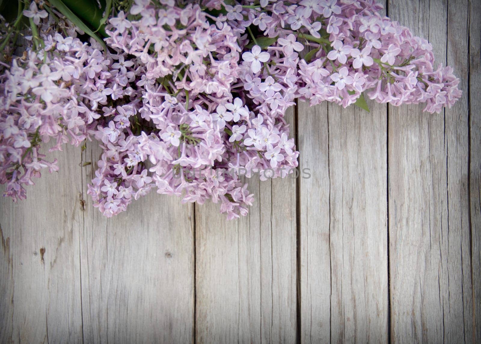 Lilac on weathered wood