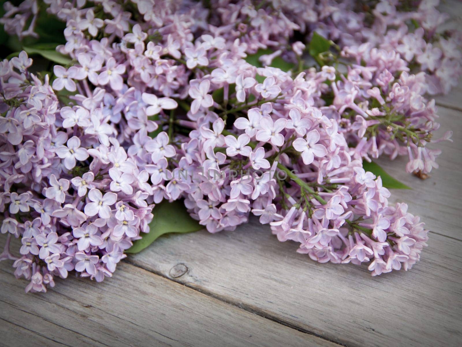 Lilac on weathered wood