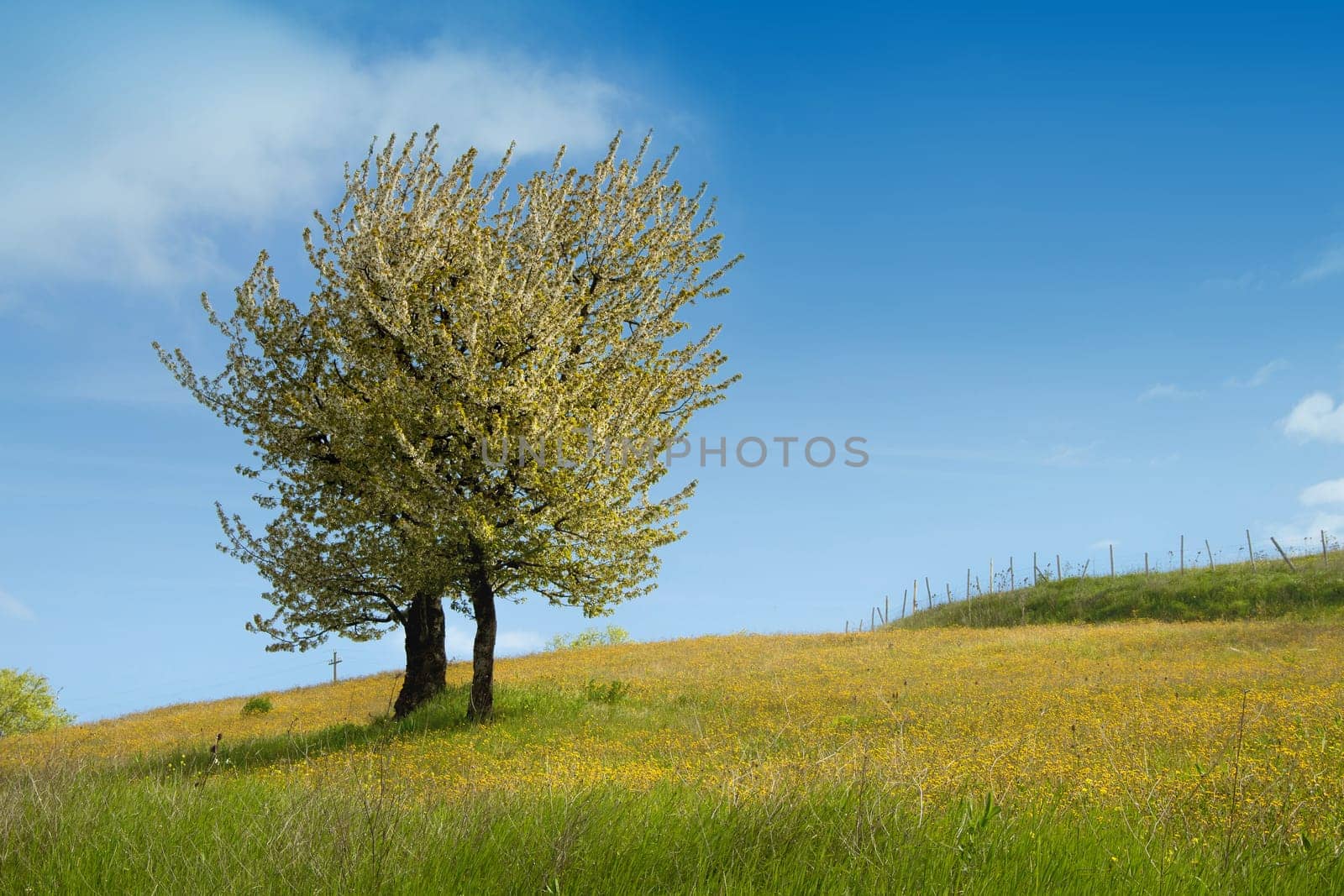 Spring field wiht the tree