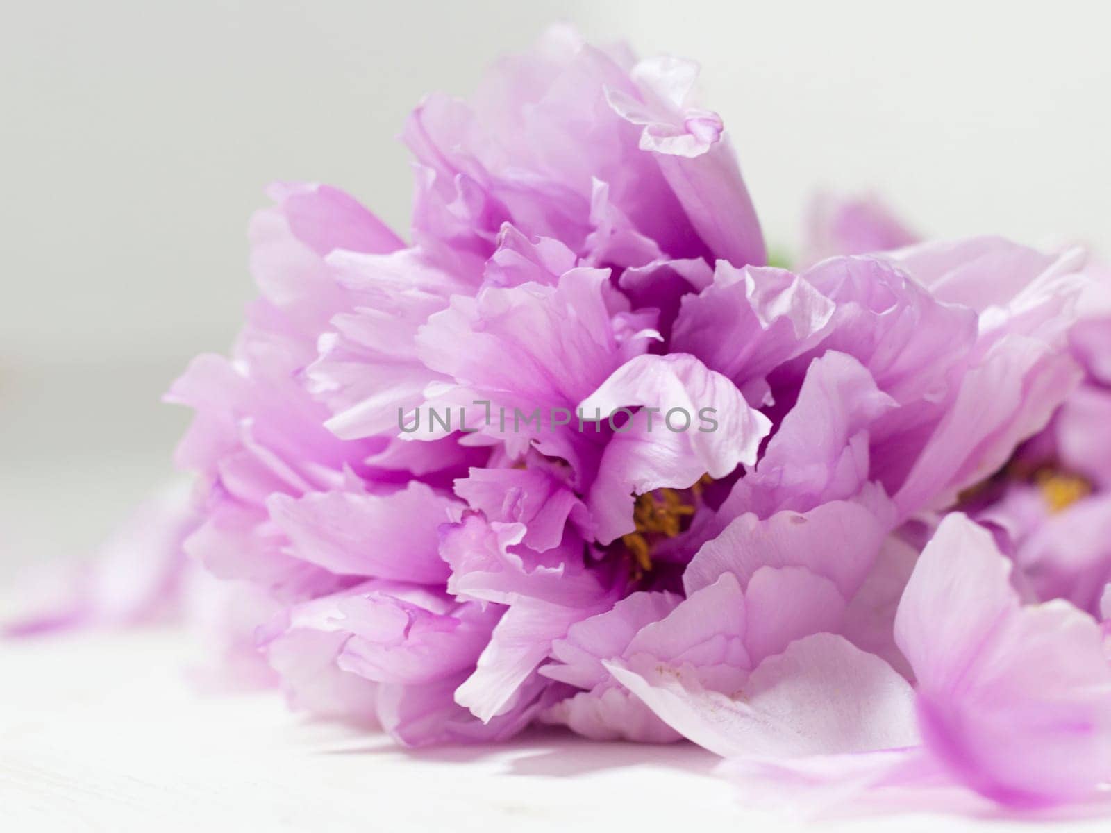 Peony